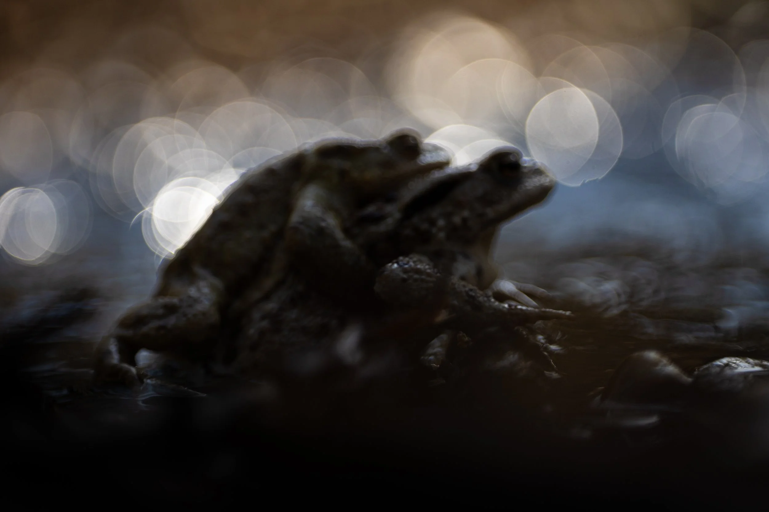 R6II7524.jpg
