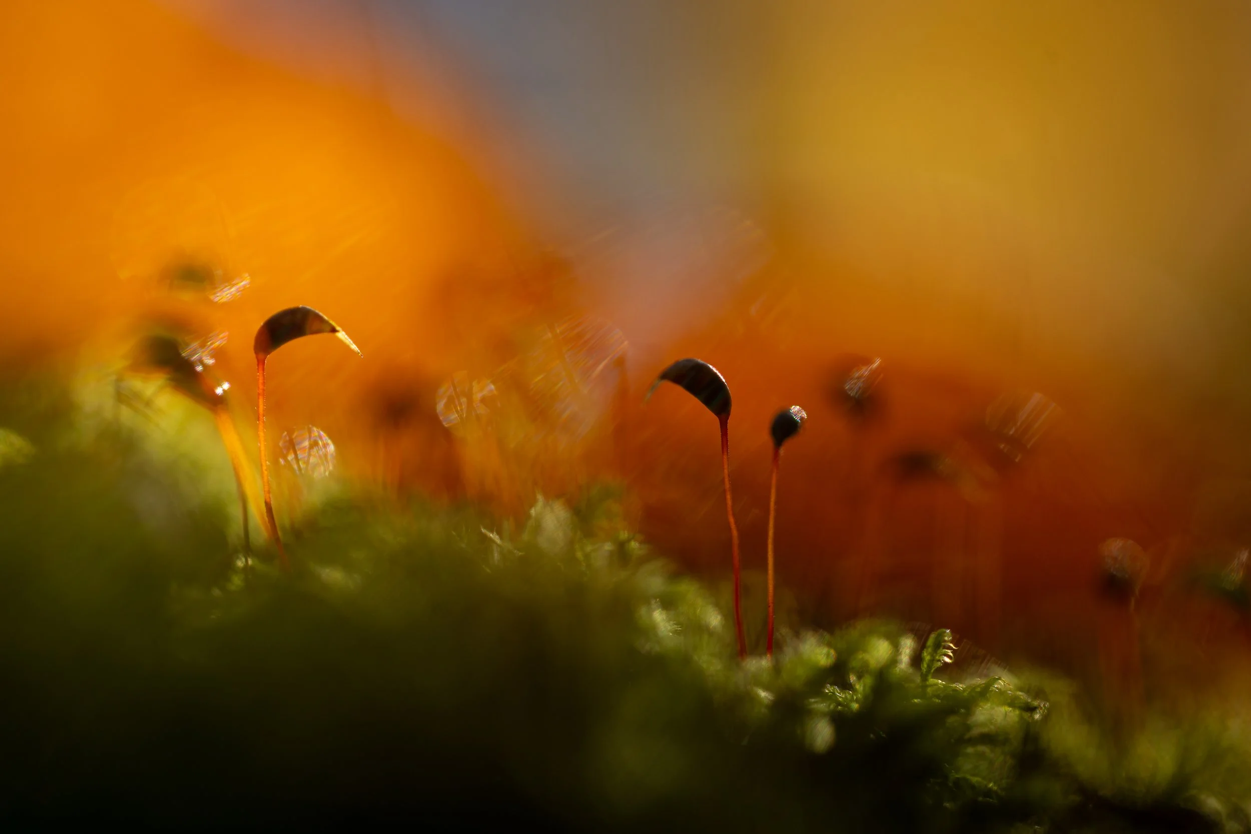 R6II2592.jpg