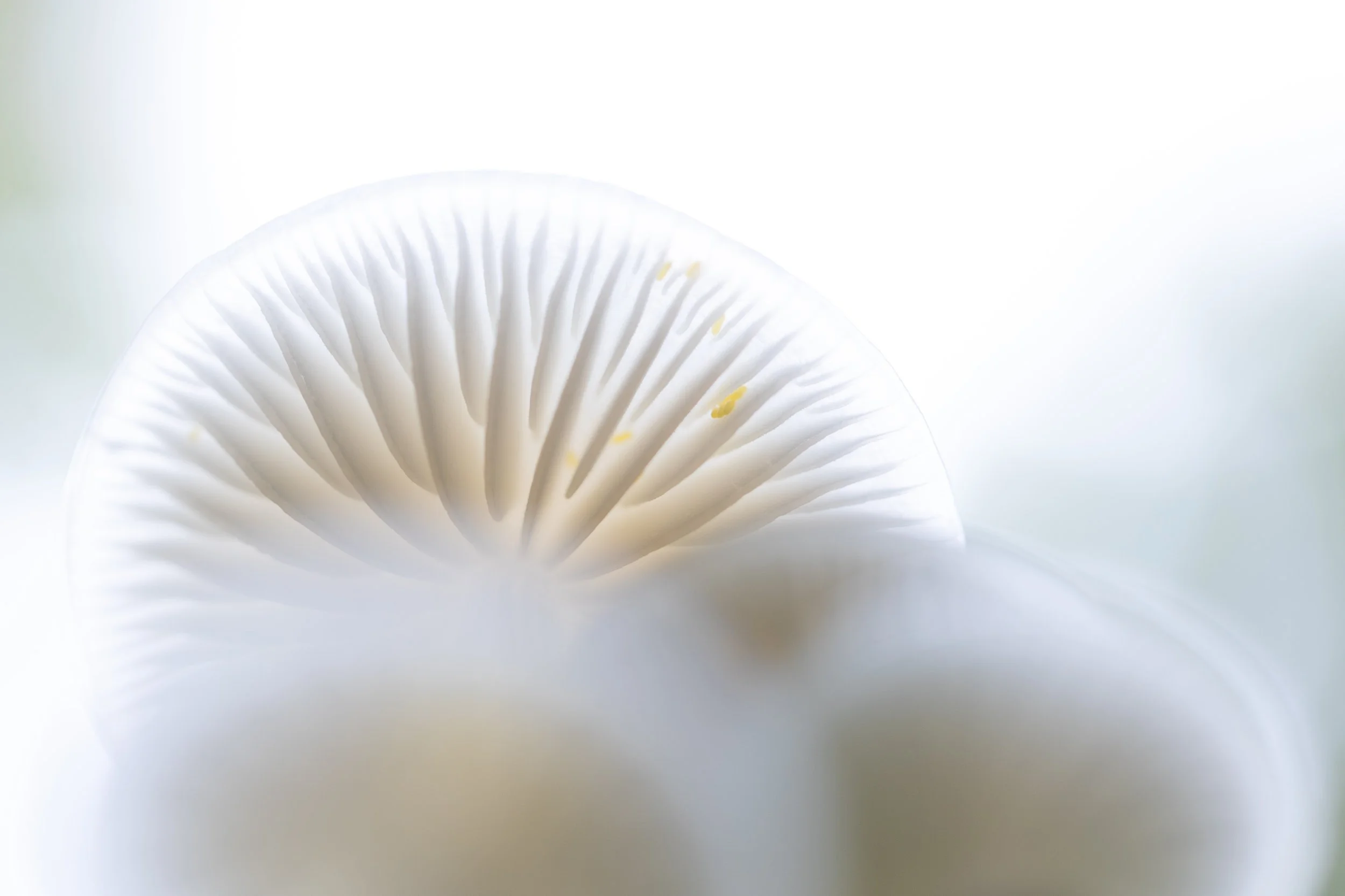 R6II2232.jpg