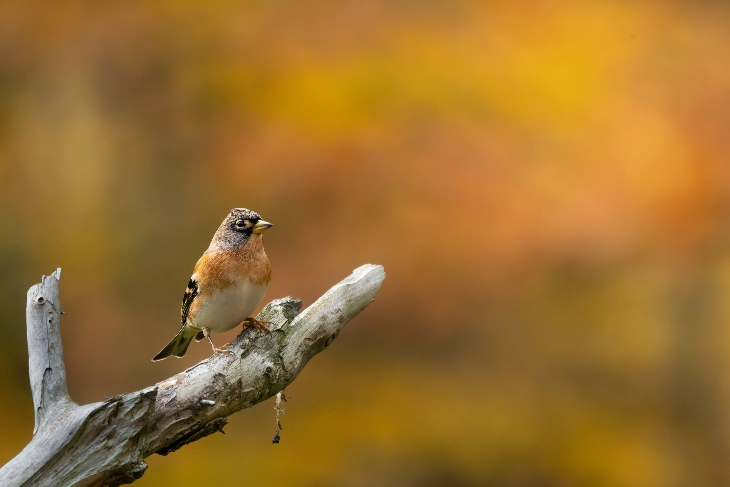 R6II1517.jpg