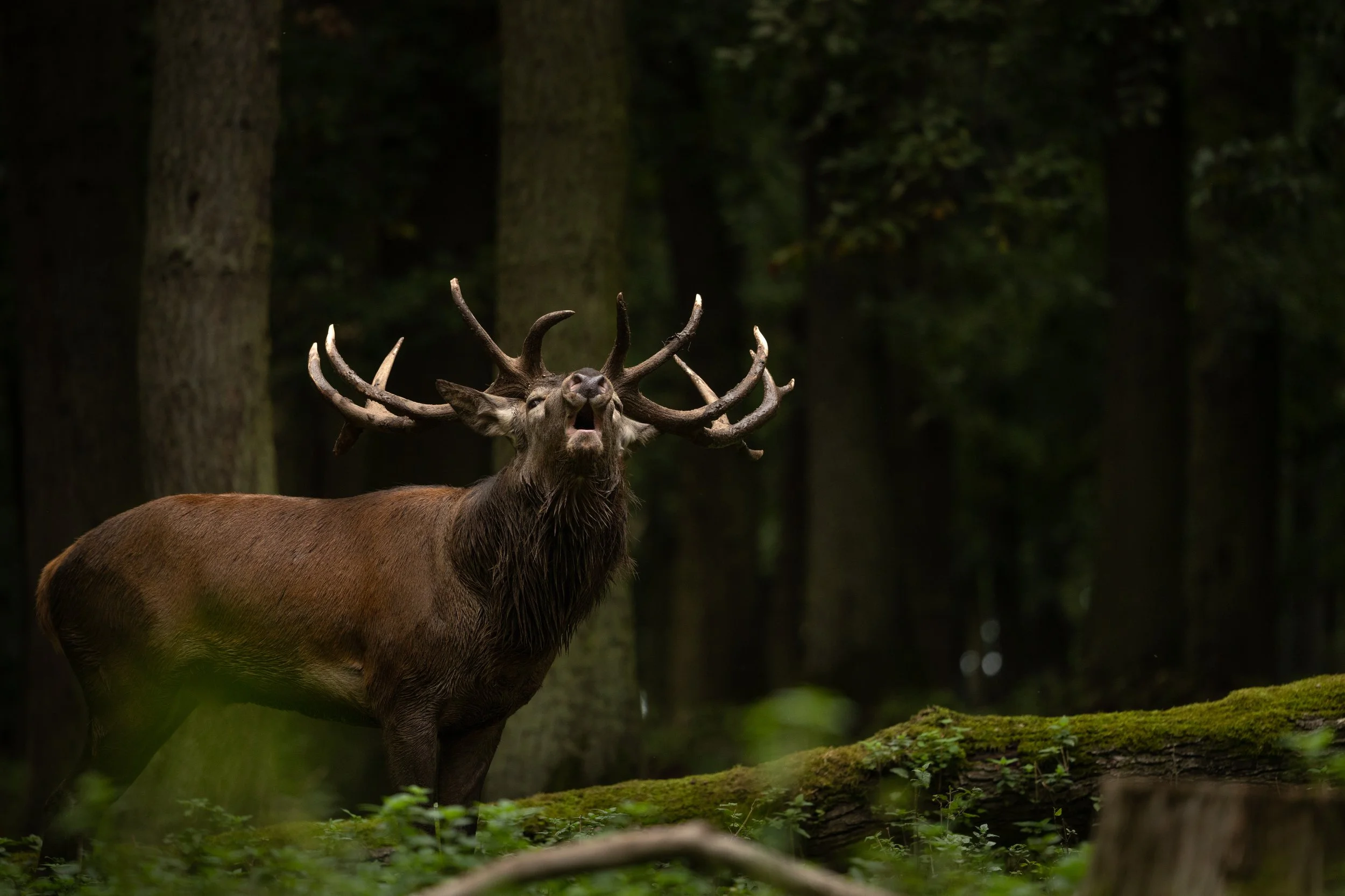 R6II0490.jpg