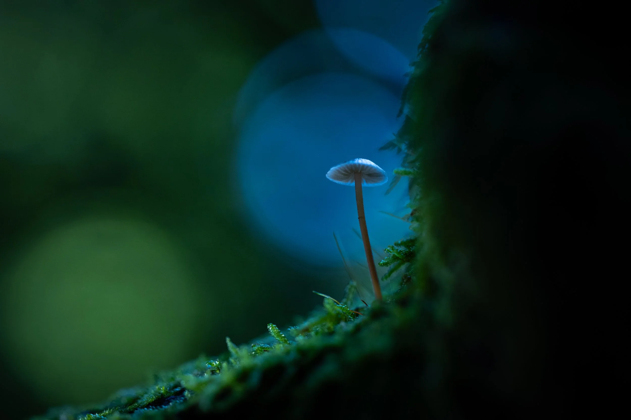 R6II7652.jpg