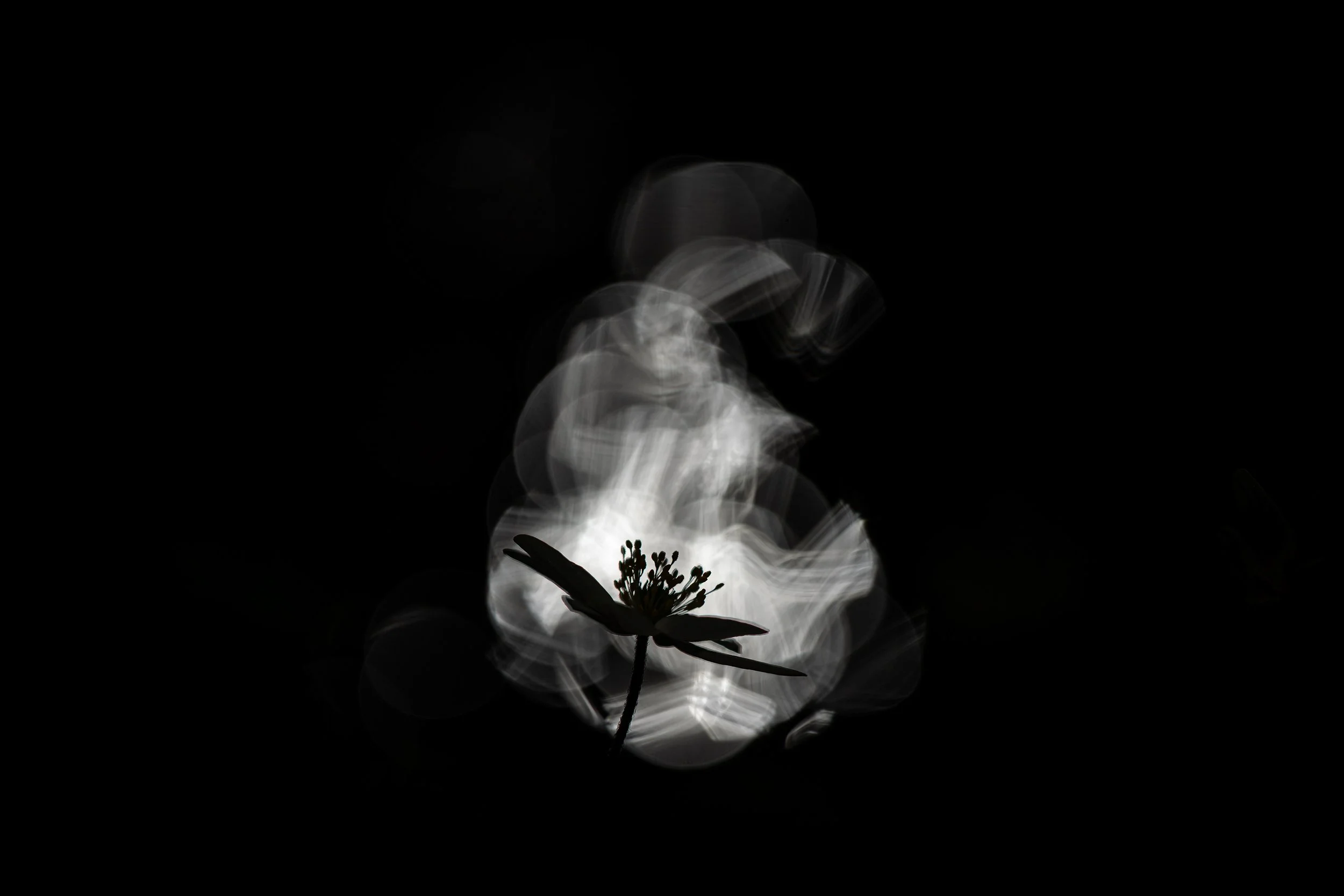 R6II6829.jpg