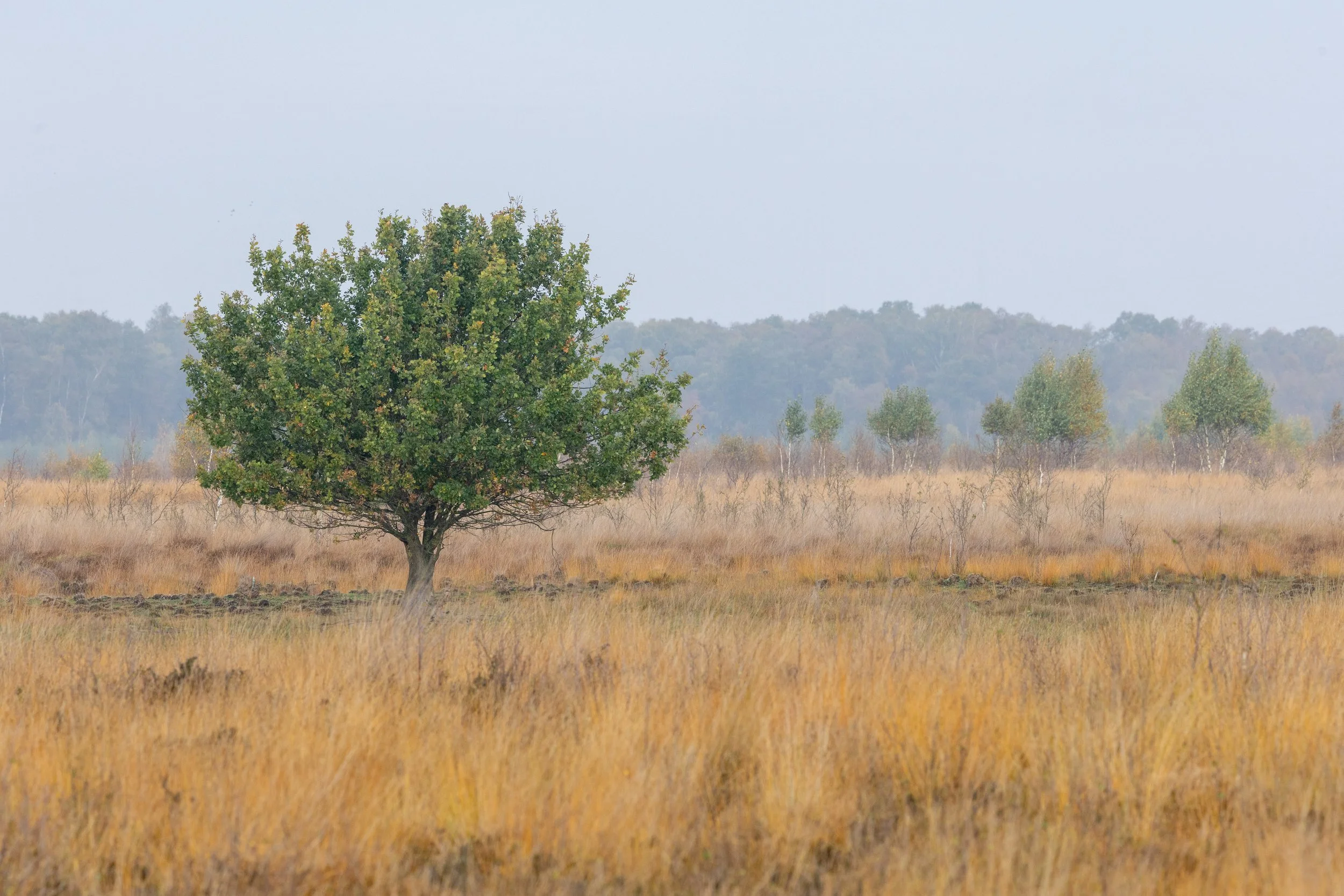 R6II1229.jpg
