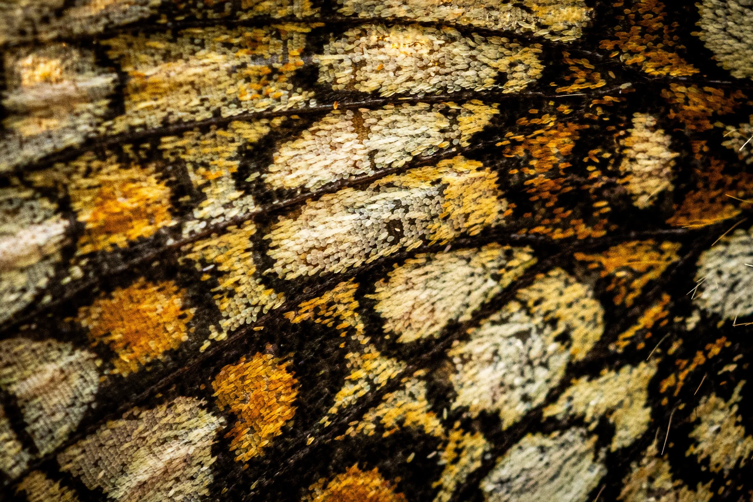 R6II9968.jpg