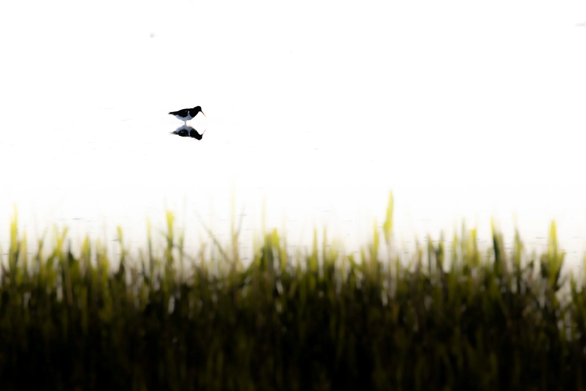 R6II4168.jpg