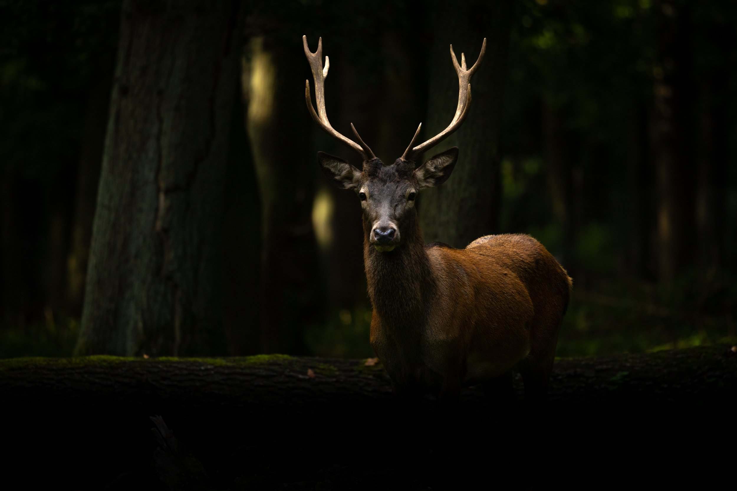 R6II0676.jpg