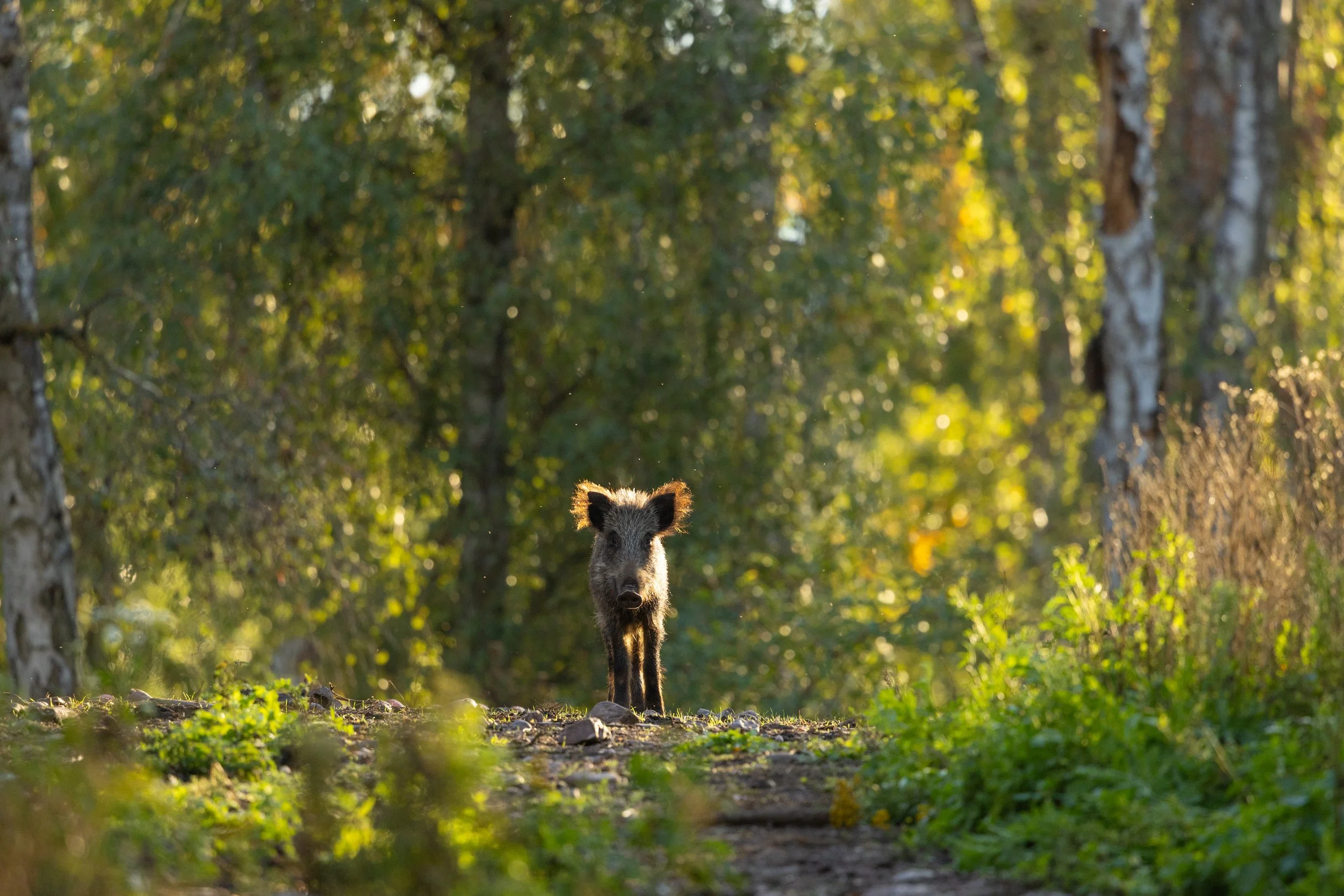 R6II1038.jpg