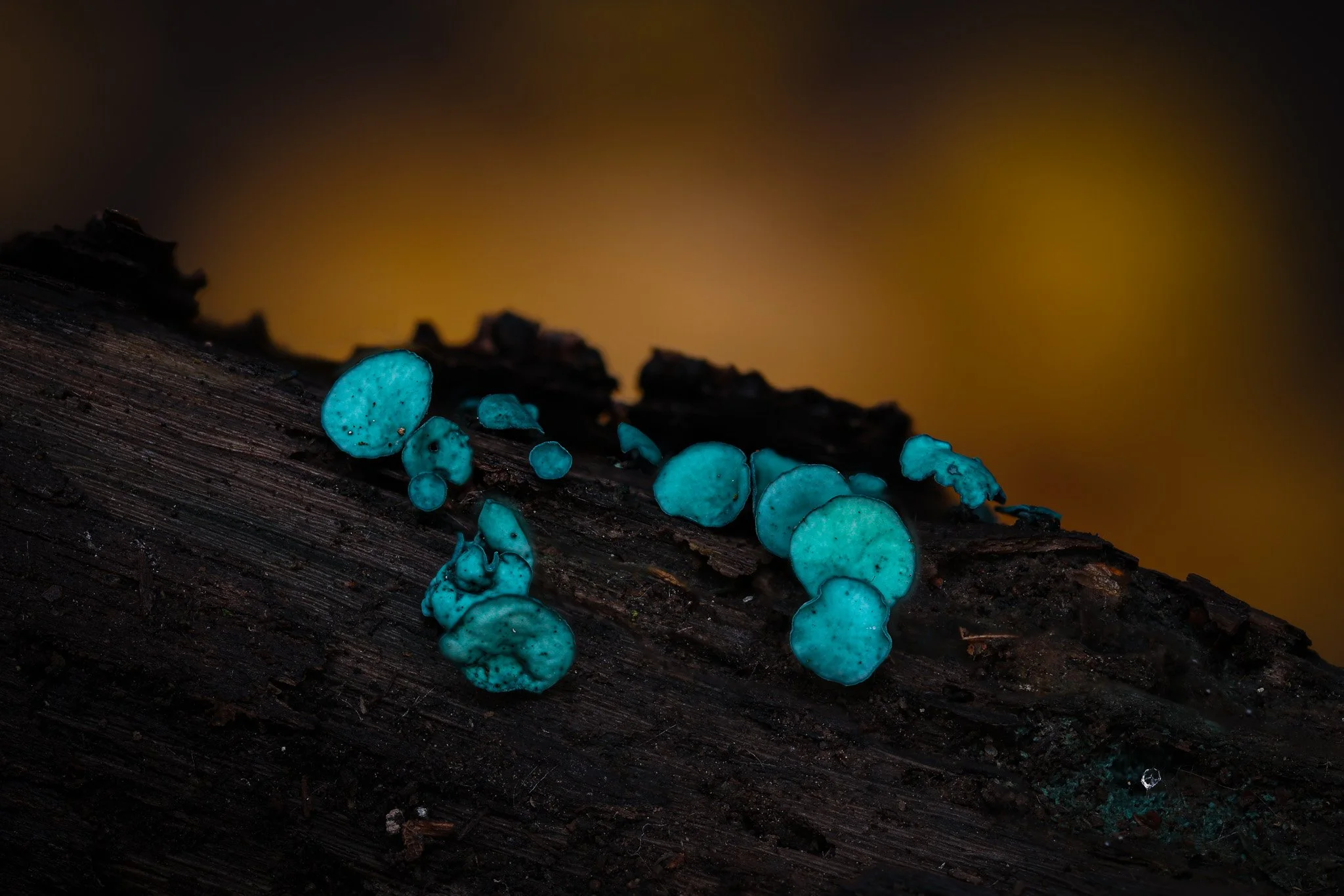 R6II3420.jpg