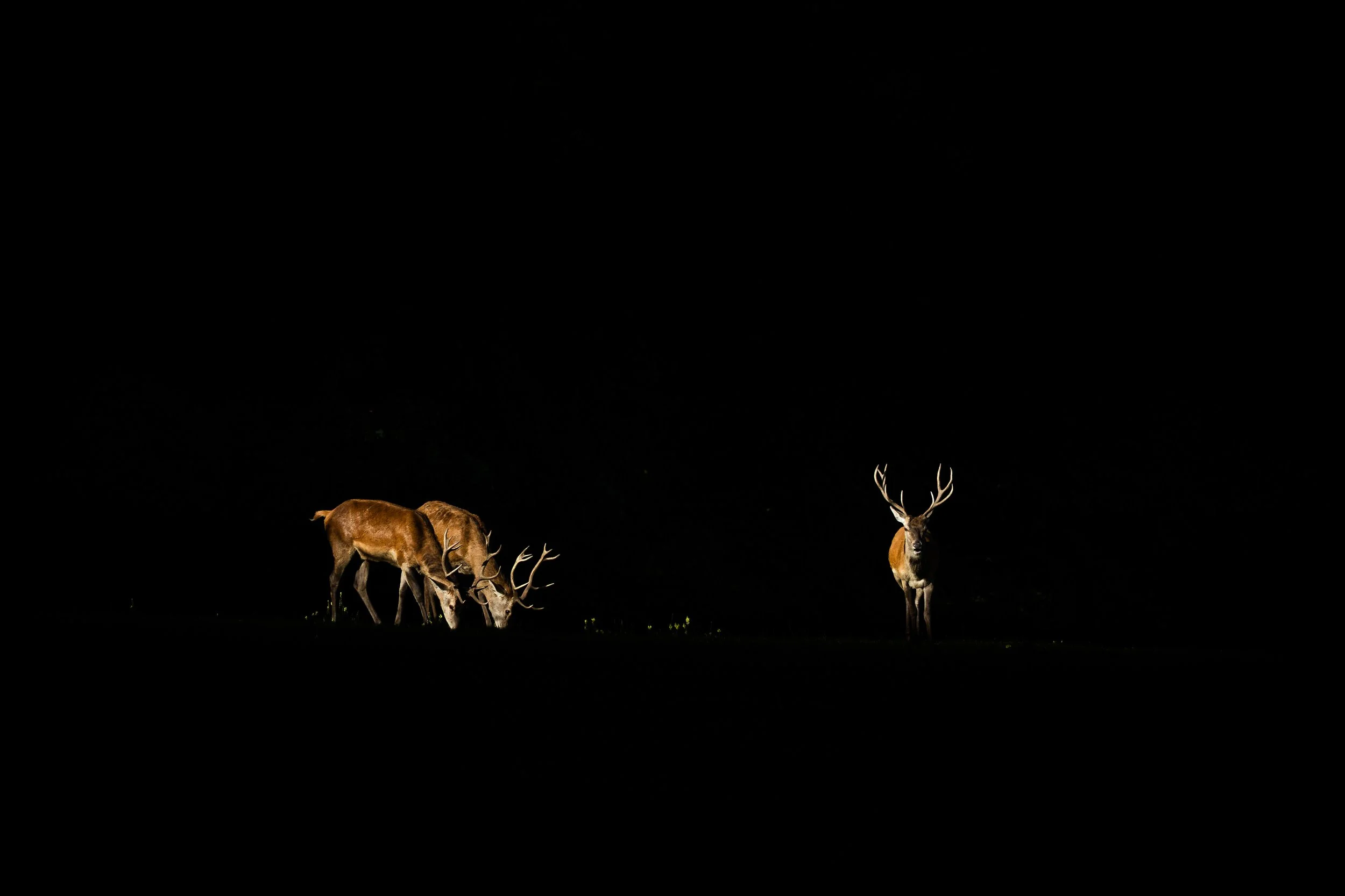R6II8335.jpg
