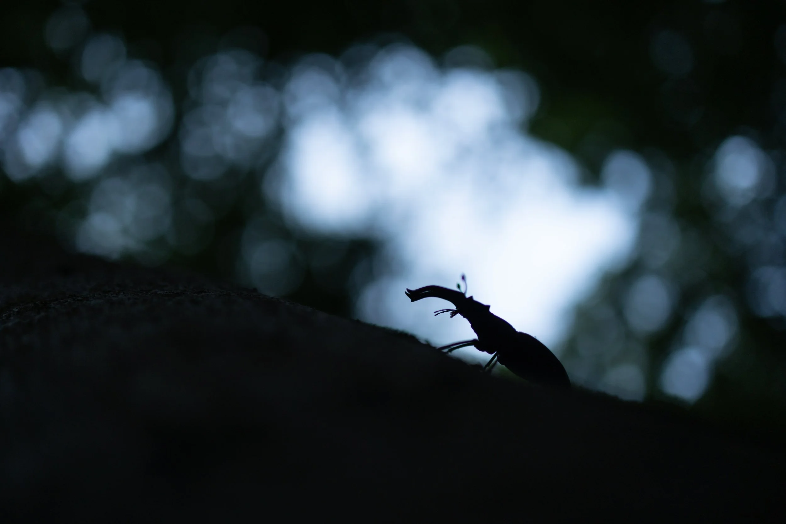 R6II3659.JPG