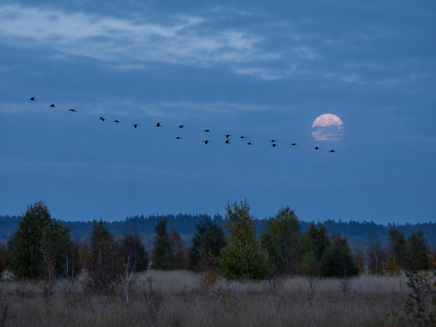 Stille Dämmerungslandschaft mit Kranichen und Mond.png