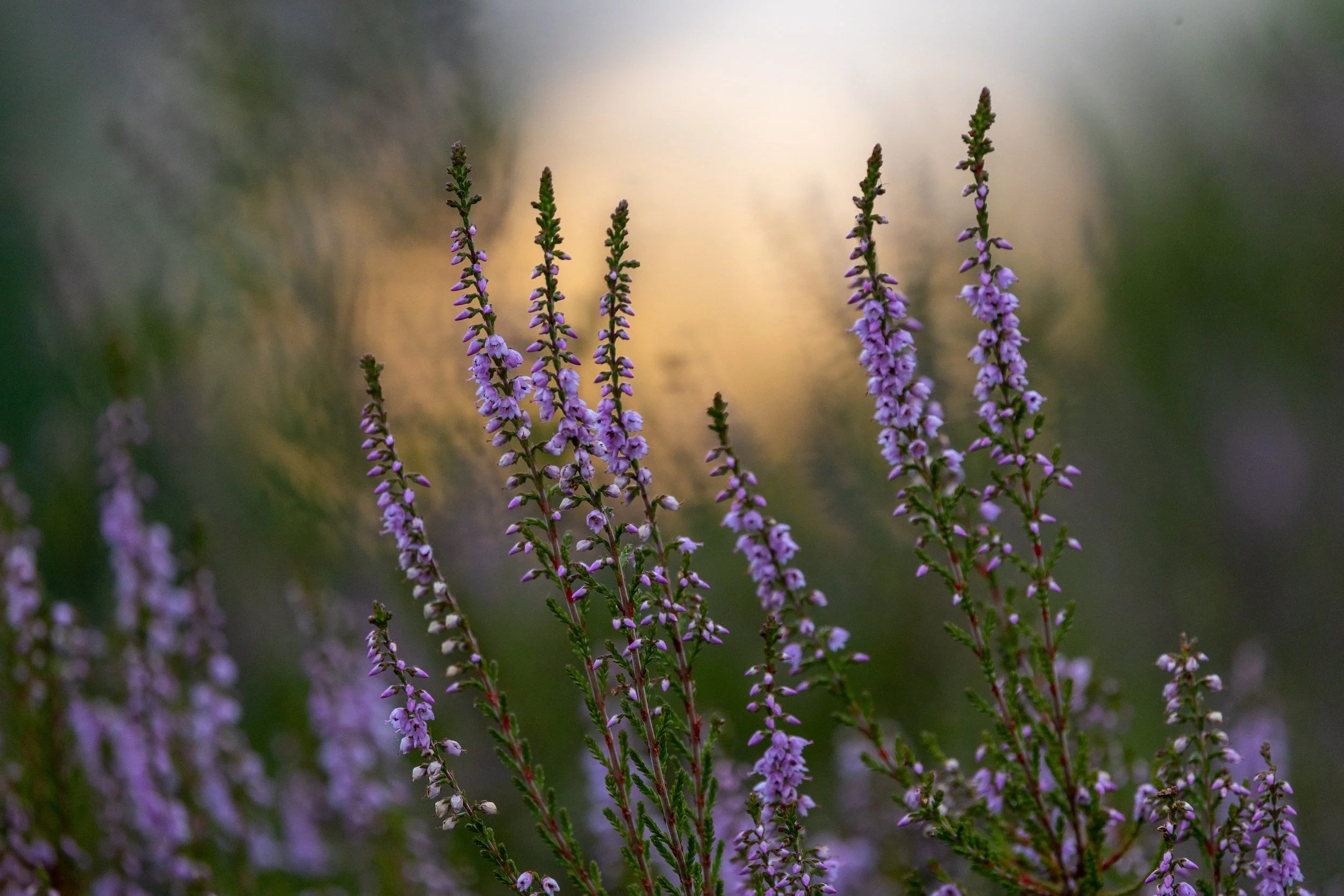 R6II0698.jpg