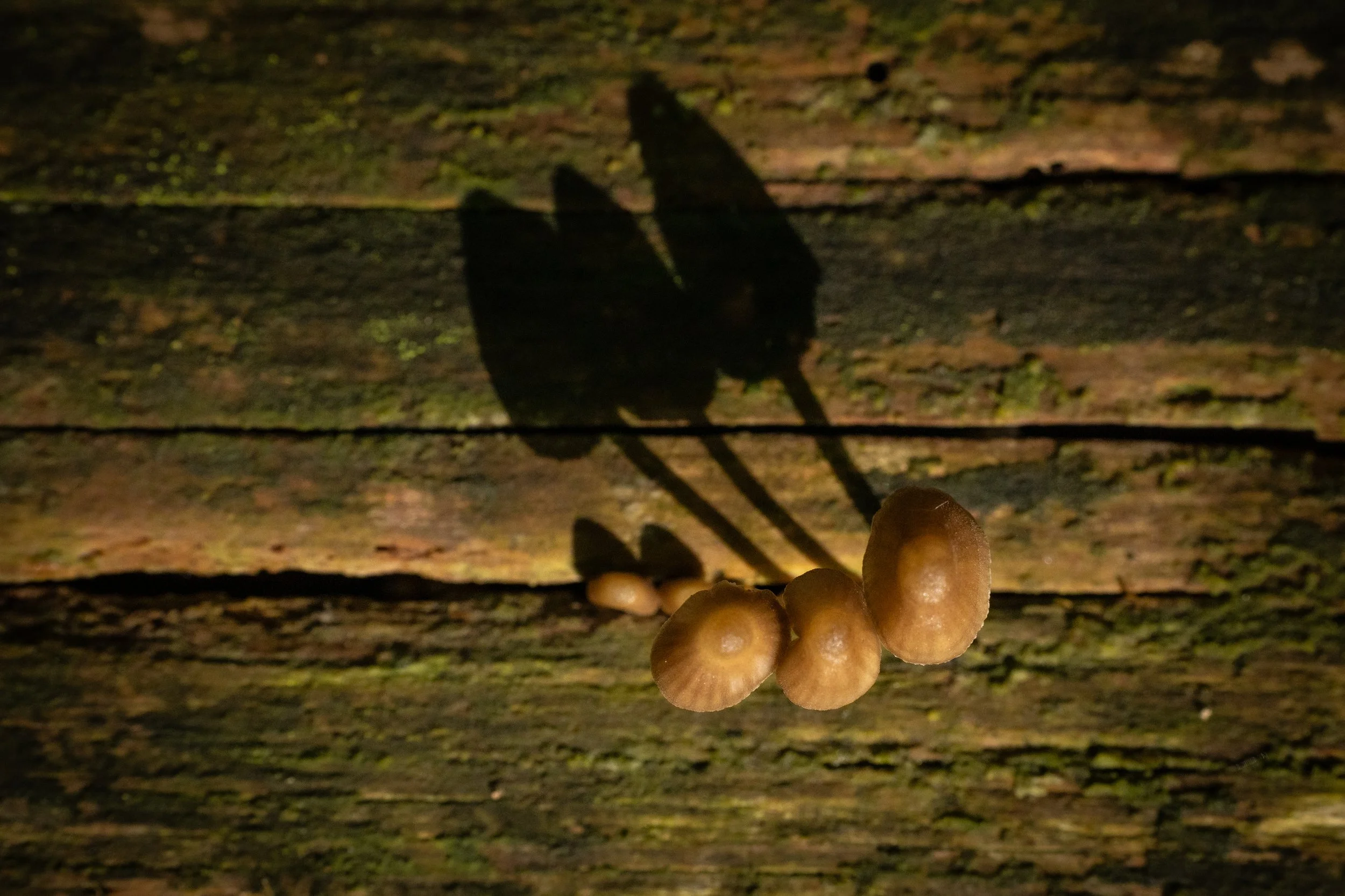 R6II1166.jpg