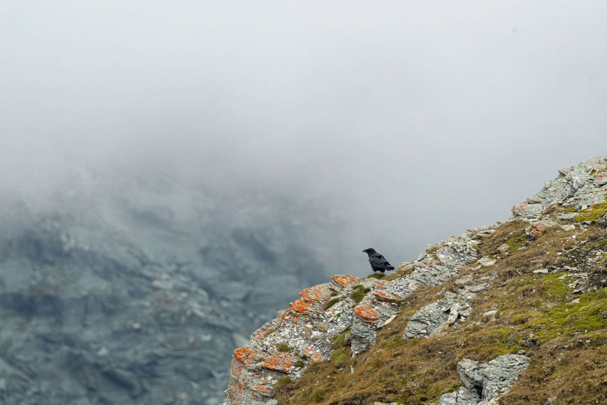 R6II4799.jpg