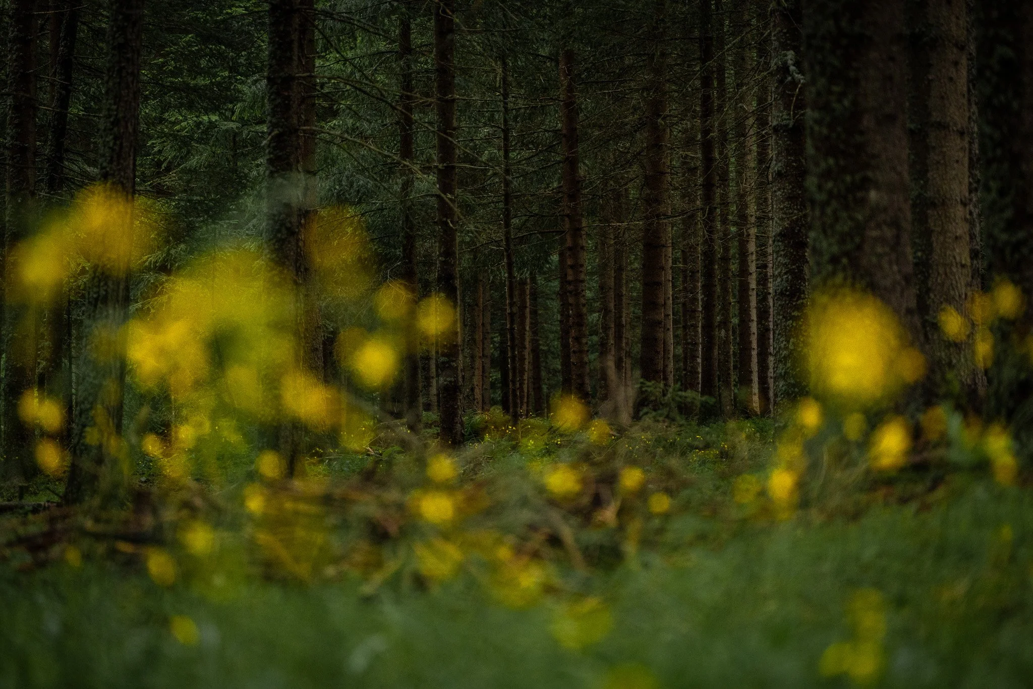 R6II9633.jpg