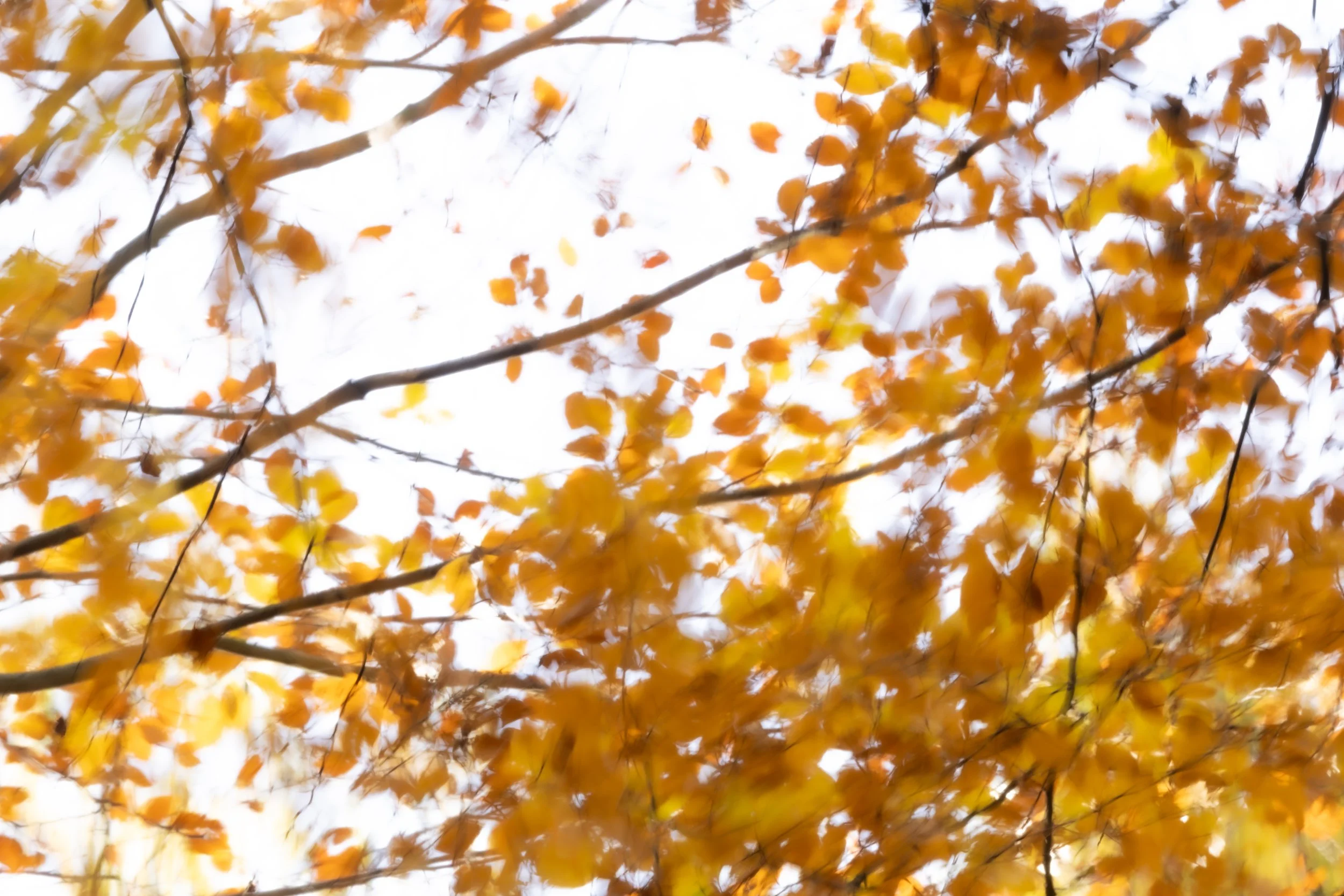 R6II1726.jpg