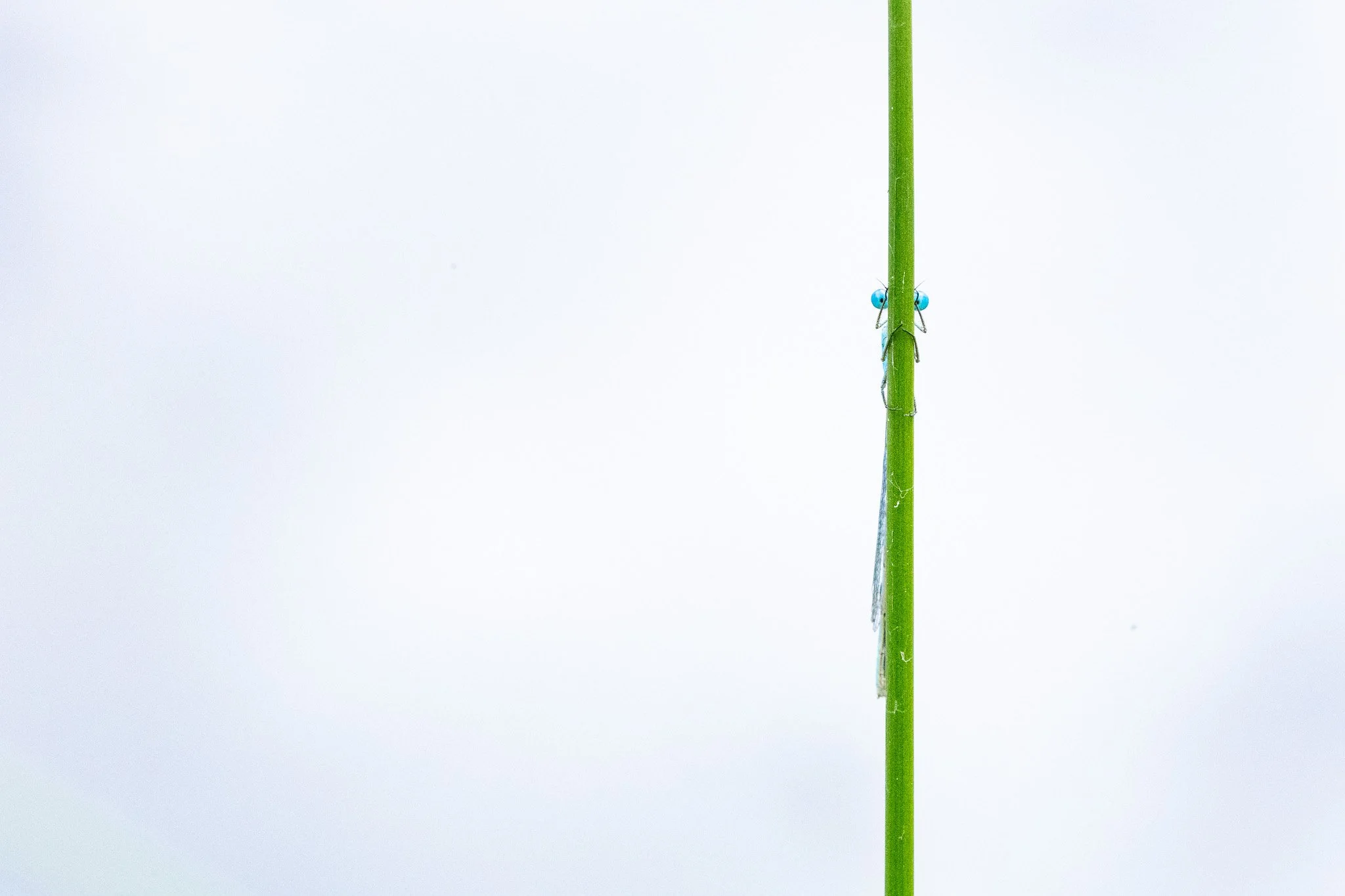 R6II9563.jpg