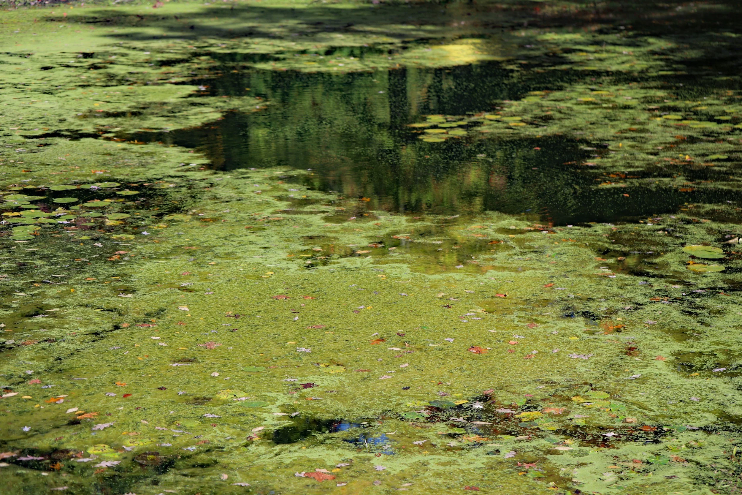 What Is the Most Serious Pond Maintenance Problem?