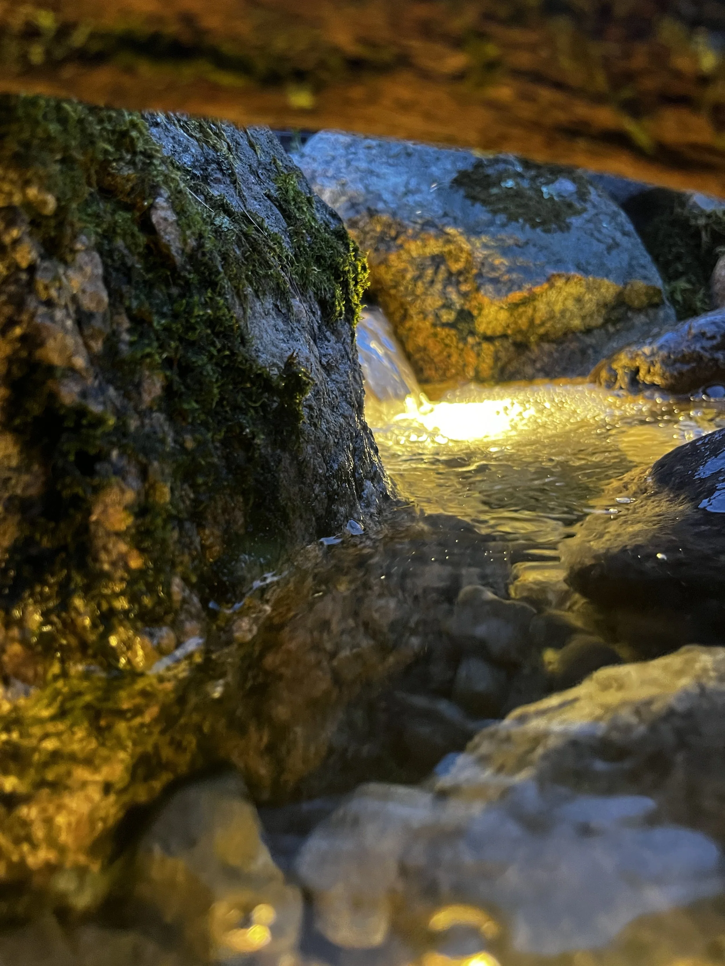 Close-up of moss-covered rocks with water flowing over them in a creek, illuminated by warm yellow light.