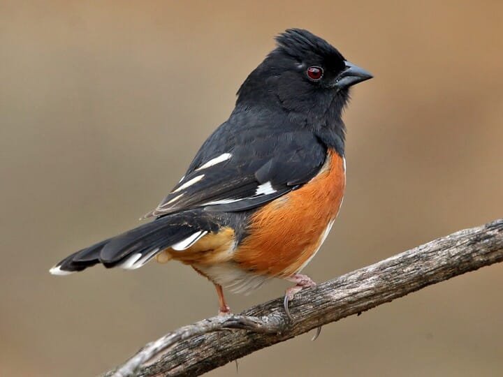 spottedtowhee.jpg