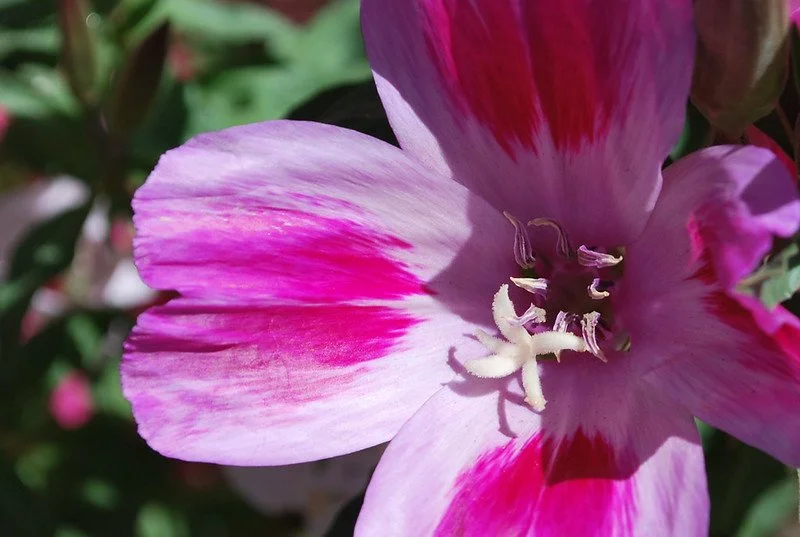 Farewell-to-Spring (Clarkia amoena)