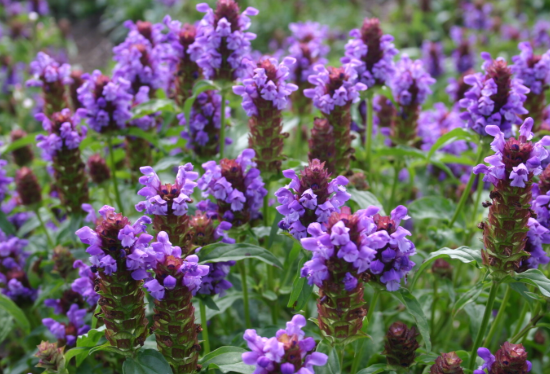 Screenshot 2025-06-20 5.23.02 PM.png