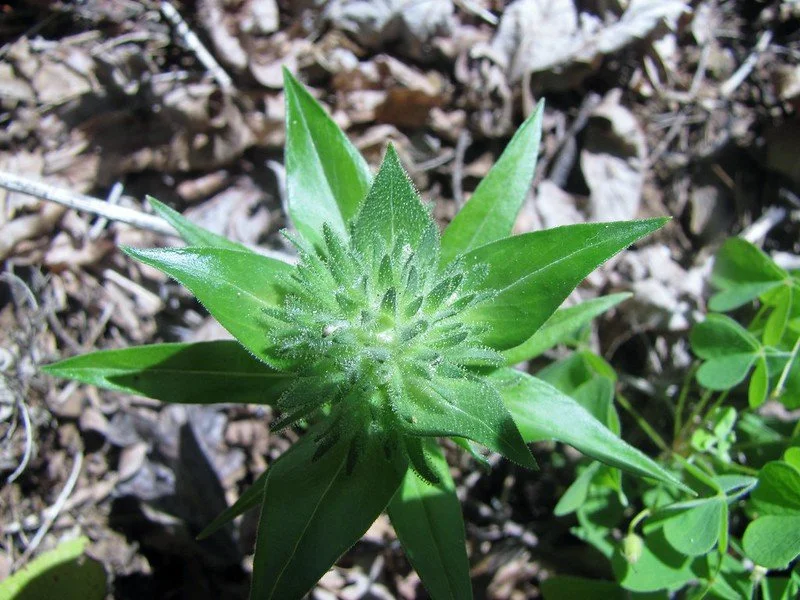 35761795316_a6d0370612_c (1).jpg