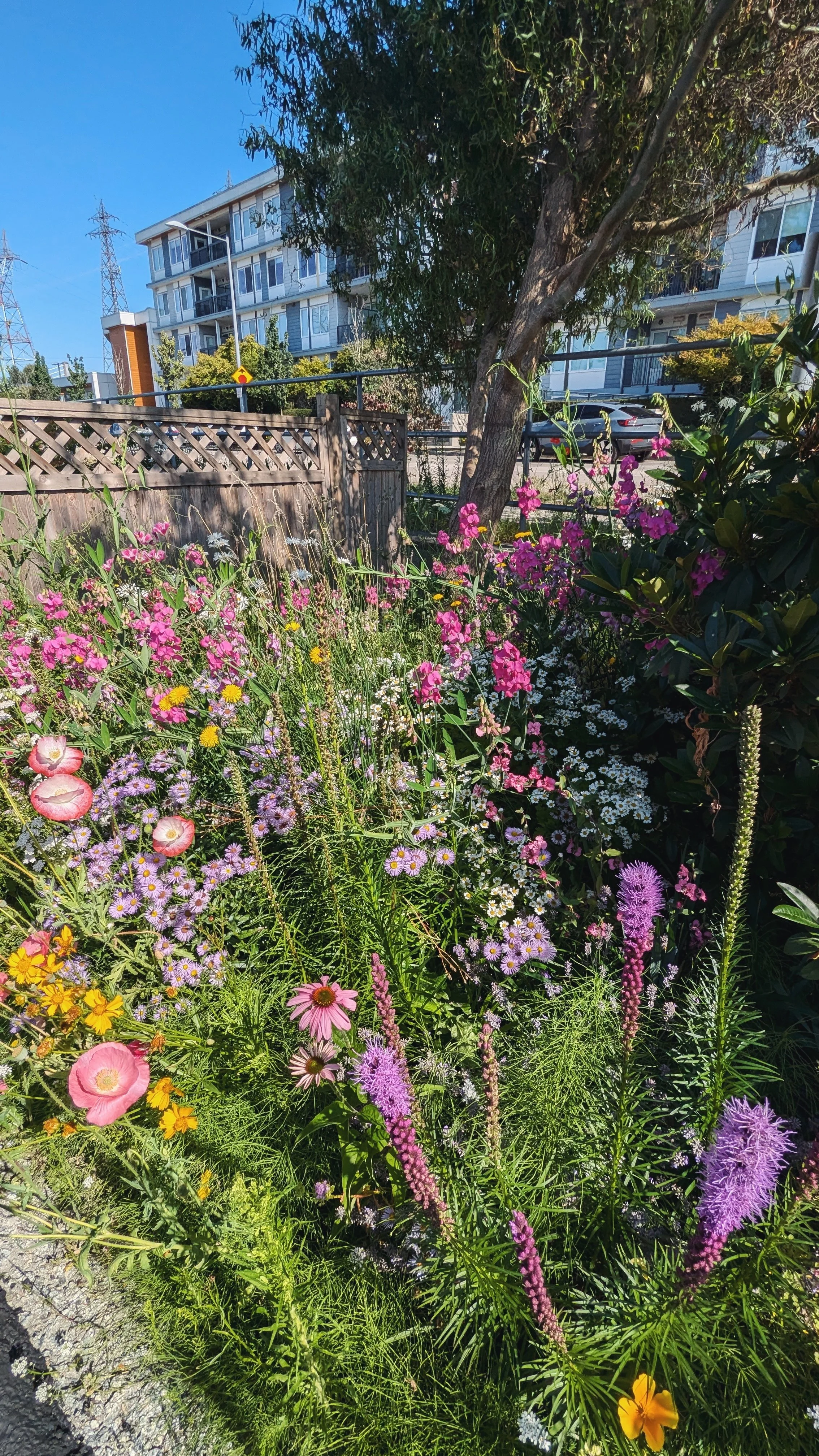 PXL_20240710_170908037 (1).jpg