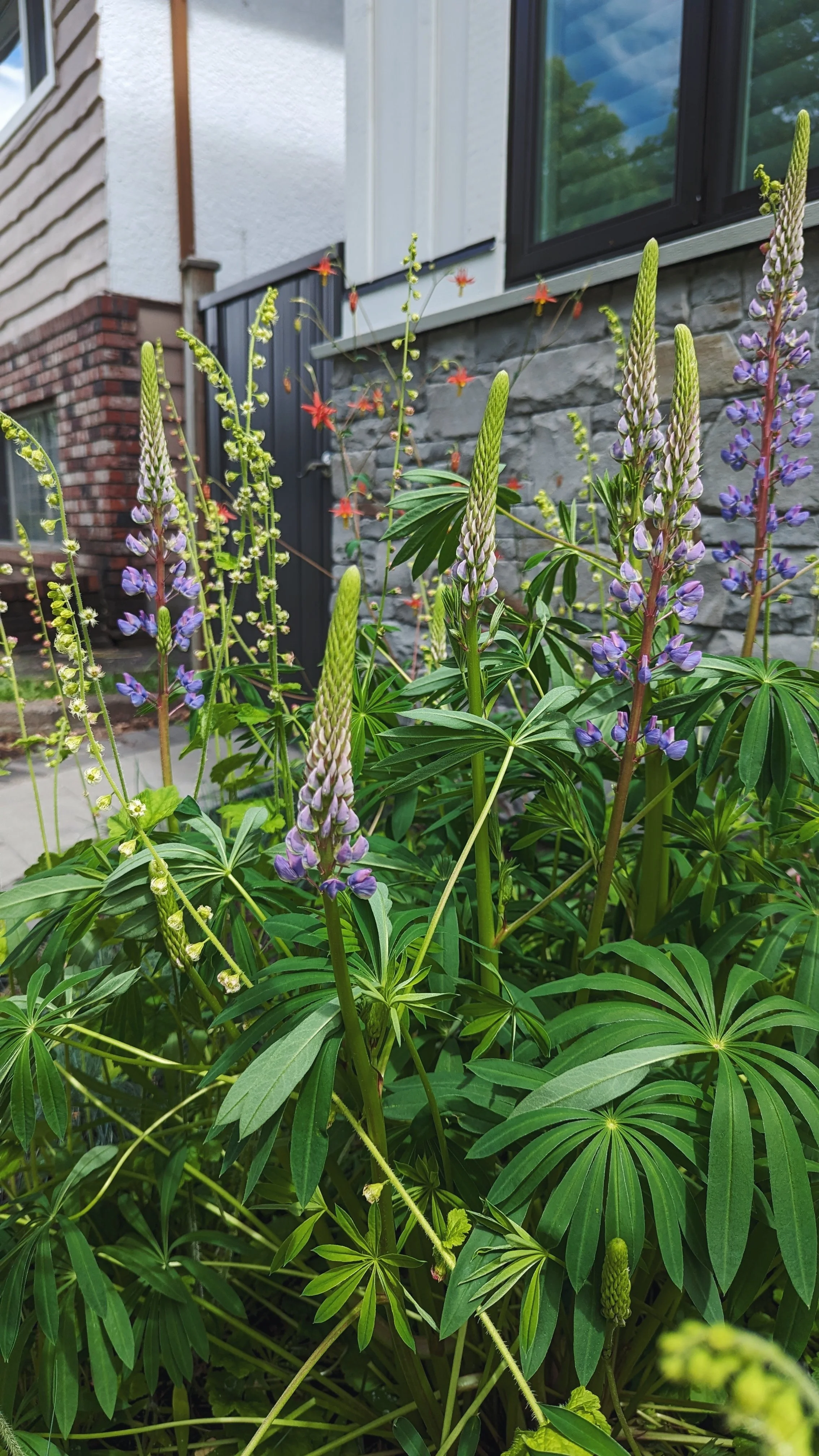 vancouver-lupine-garden-bed.jpg