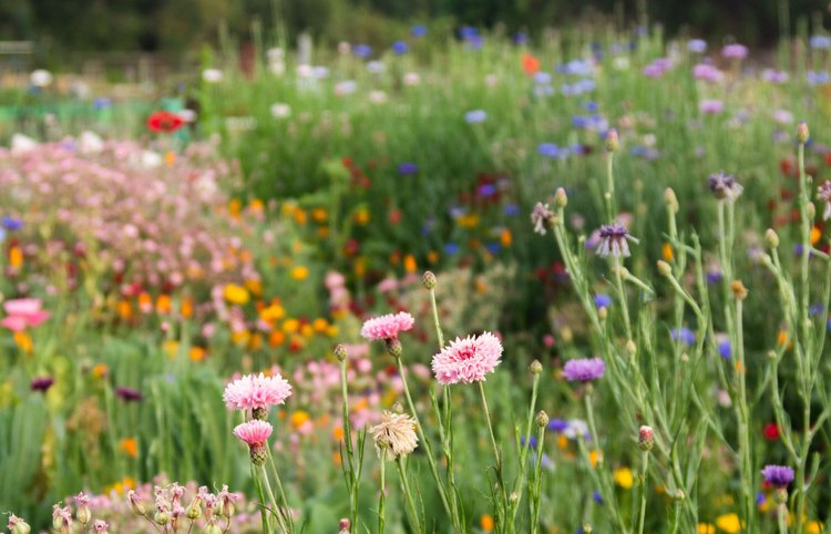 Wildflower field near me