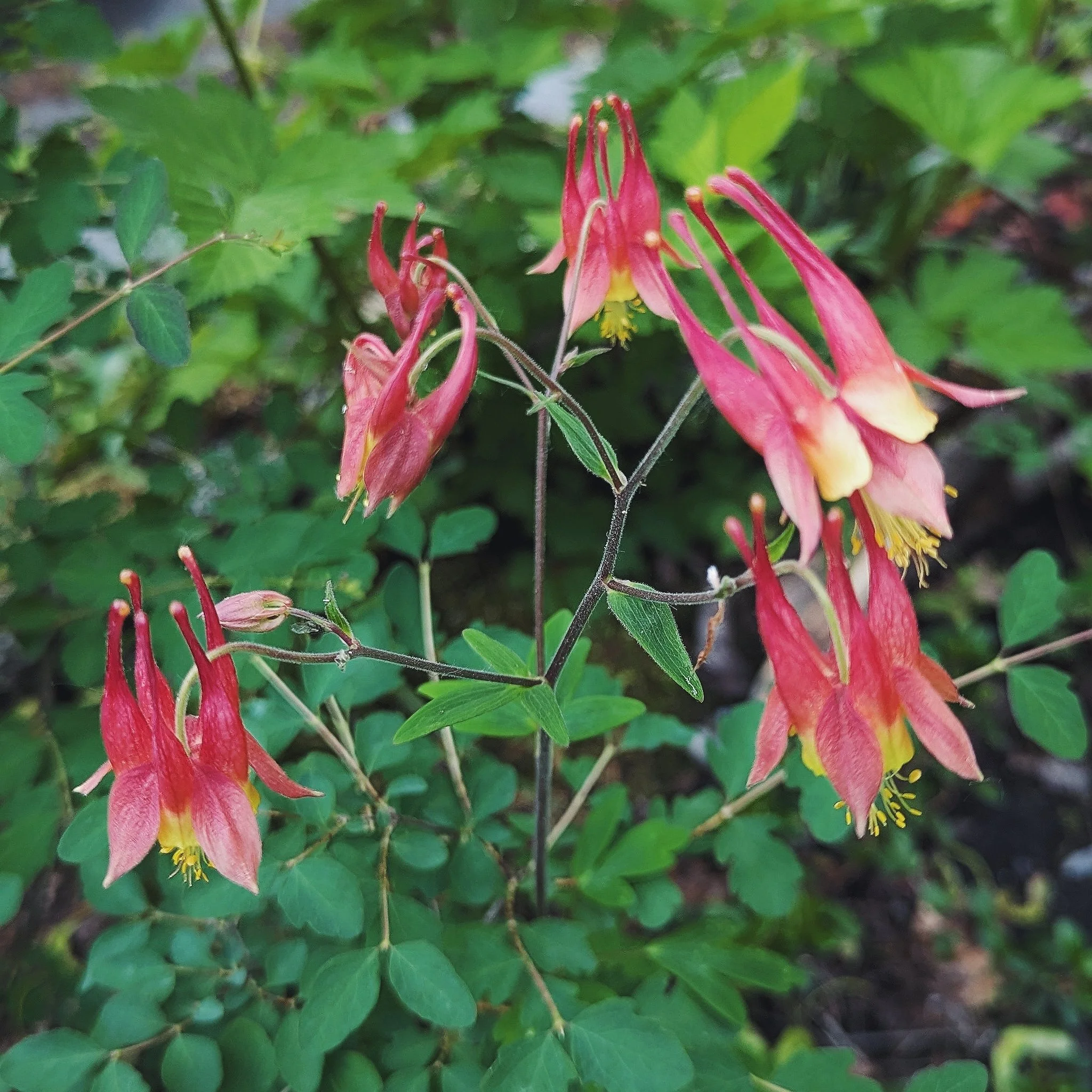 western-red-columbine.jpg
