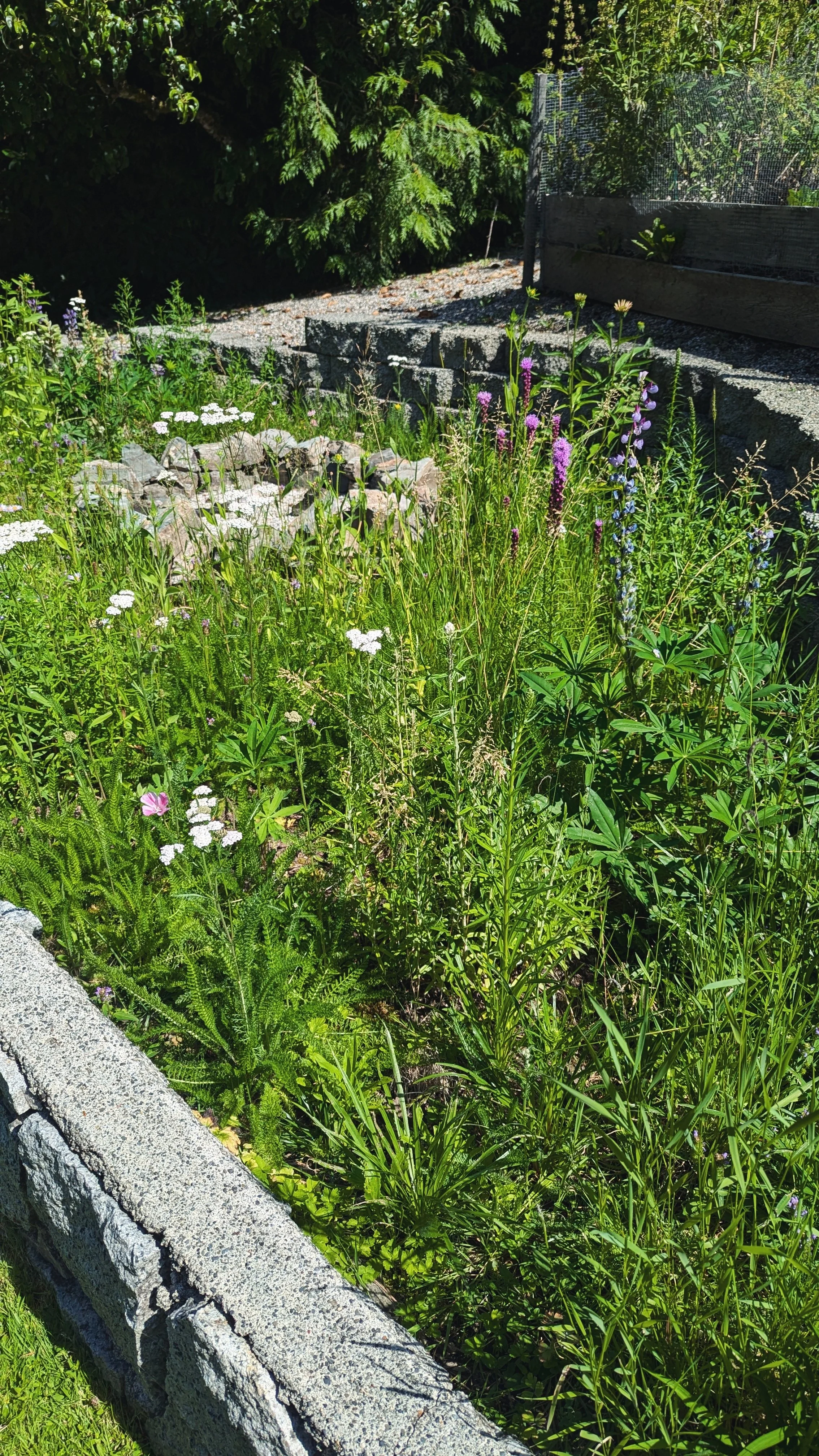 PXL_20240711_173652206 (1).jpg