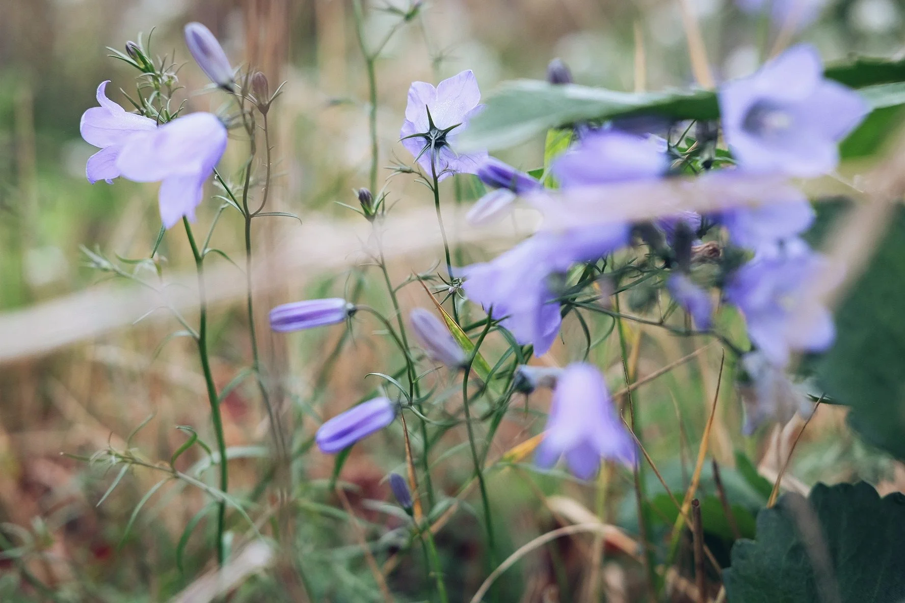 harebell-2.jpg