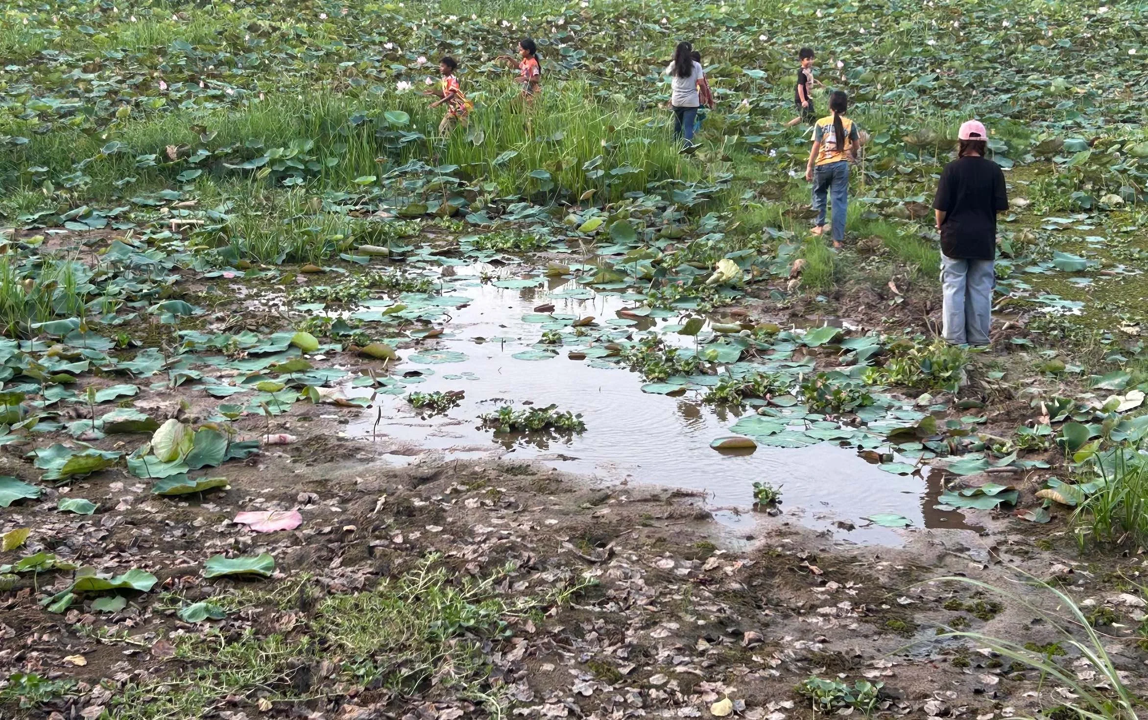 lotus fields forever.jpg