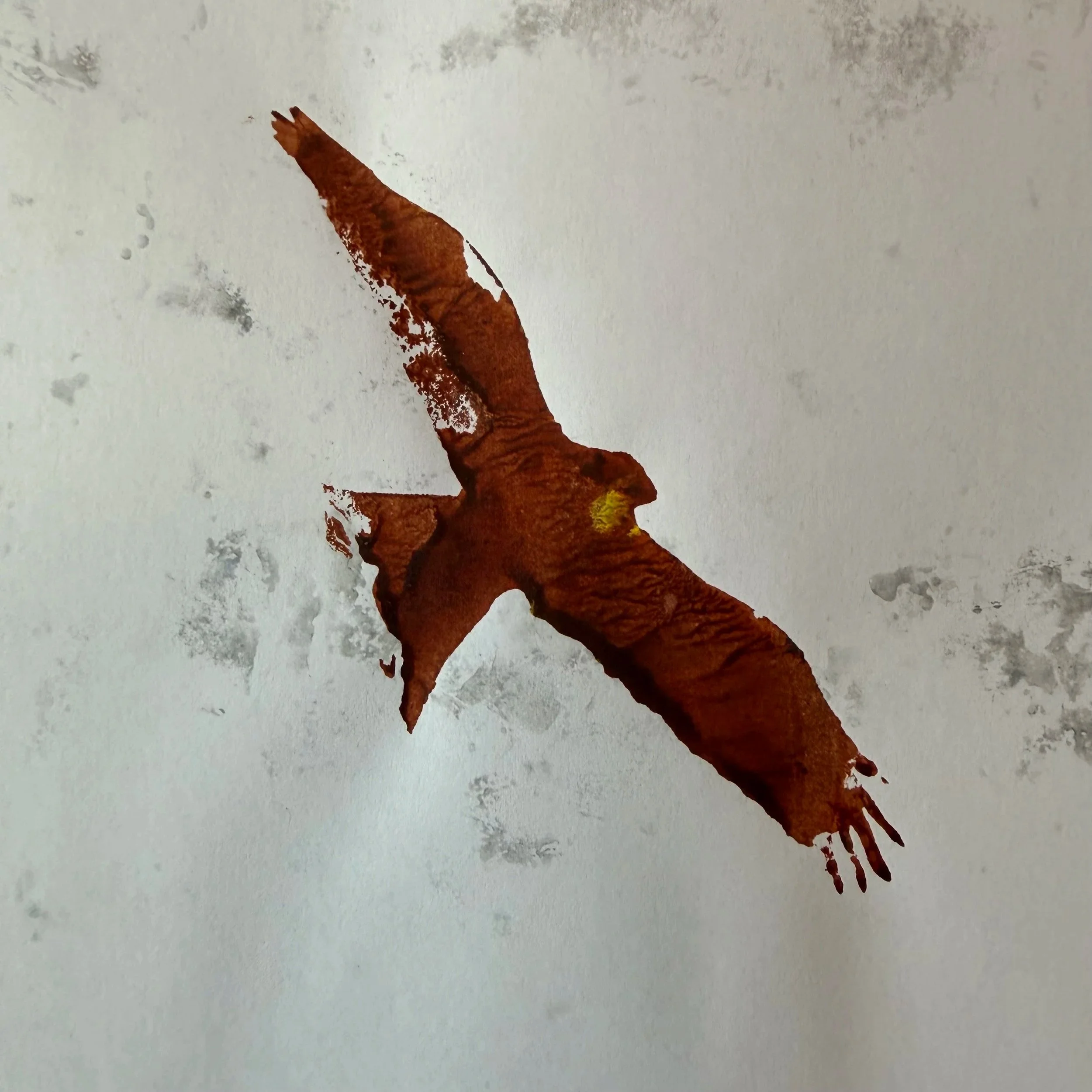 Red Kite Soars, Ink on Paper W: 27 x H: 27 cms Framed, £65
