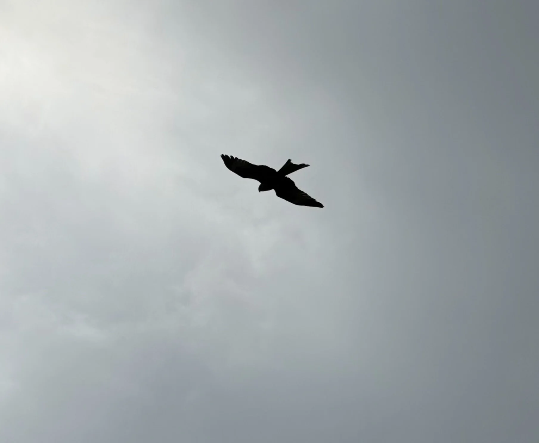IMG_3462.jpeg