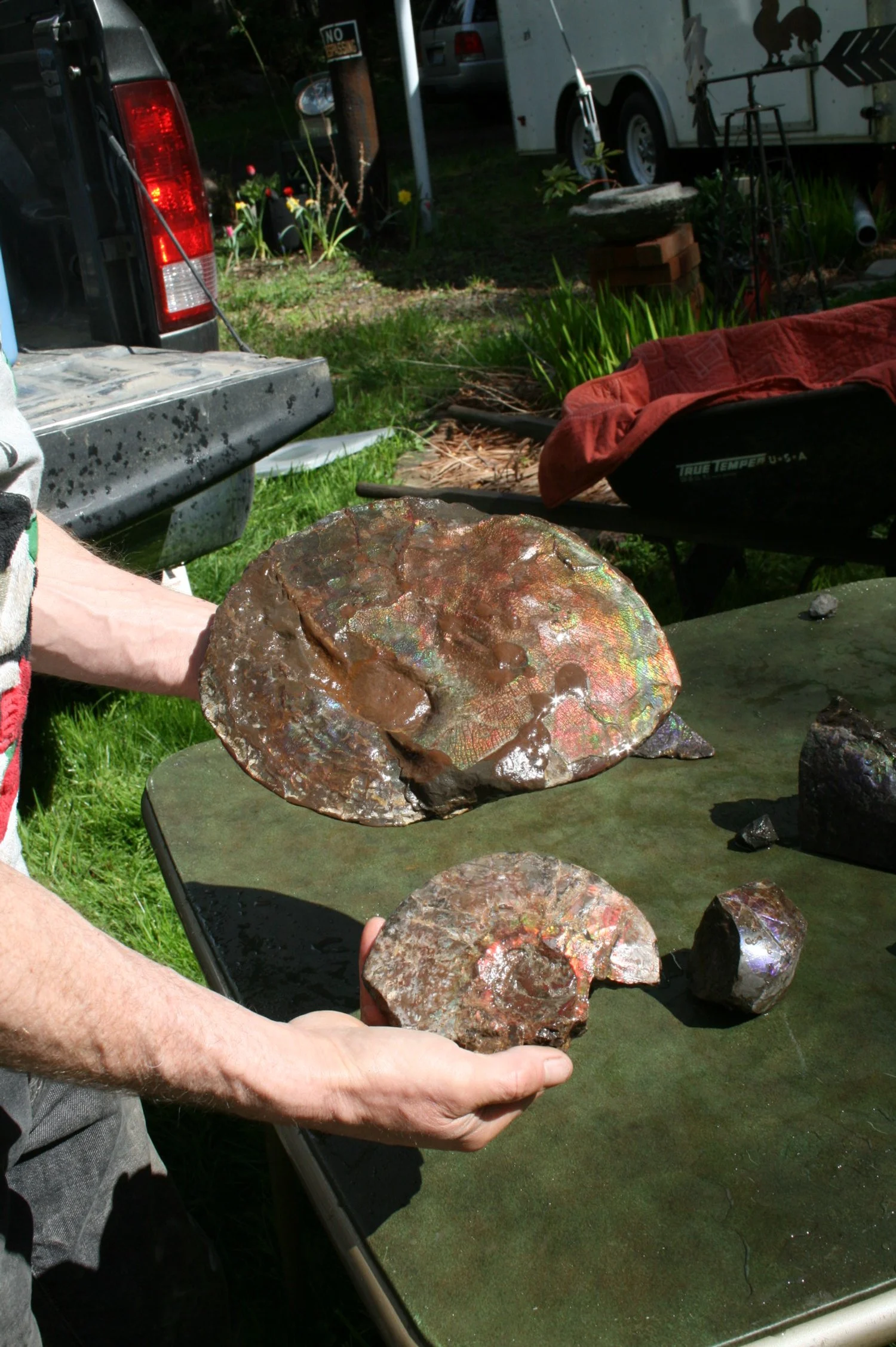 Ammonite Specimens