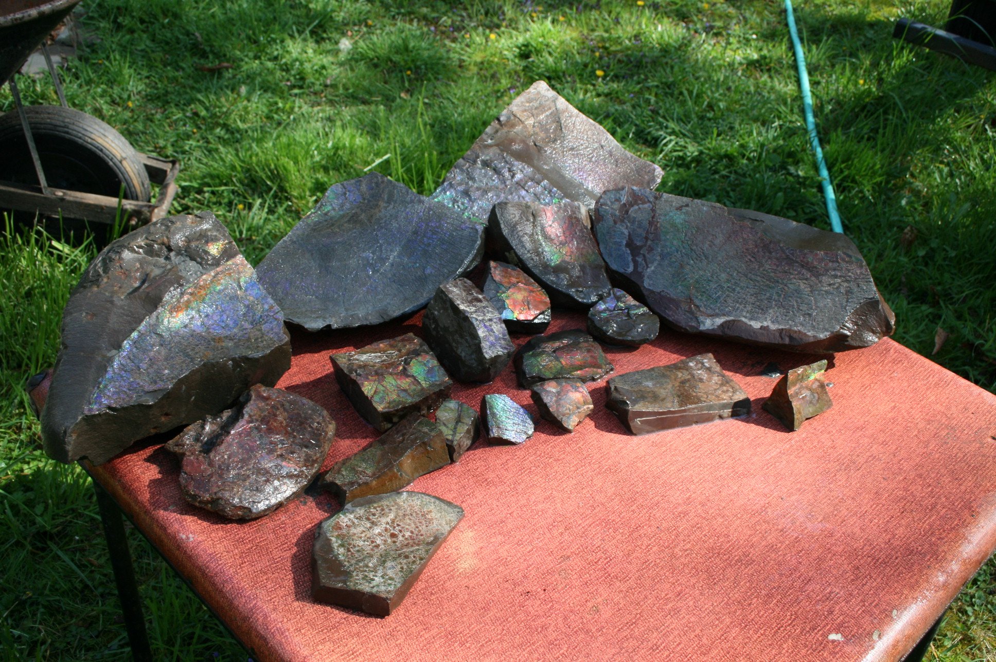 A sample of Ammonite specimens