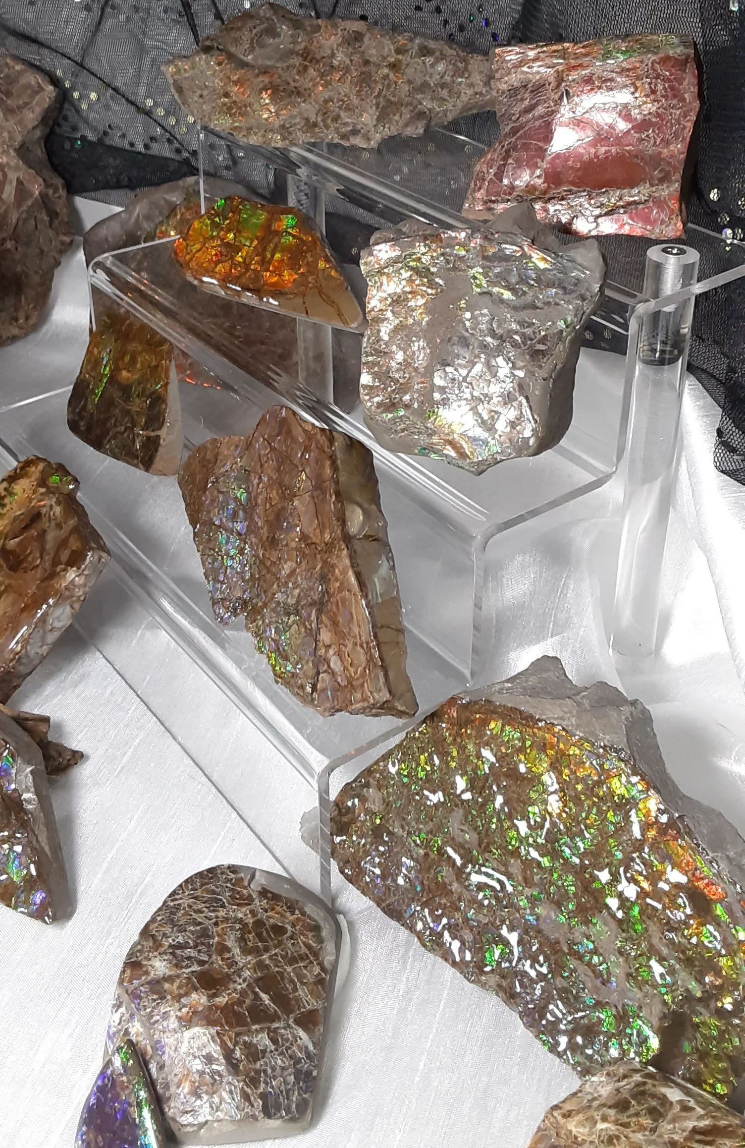 Ammolite Freeform
