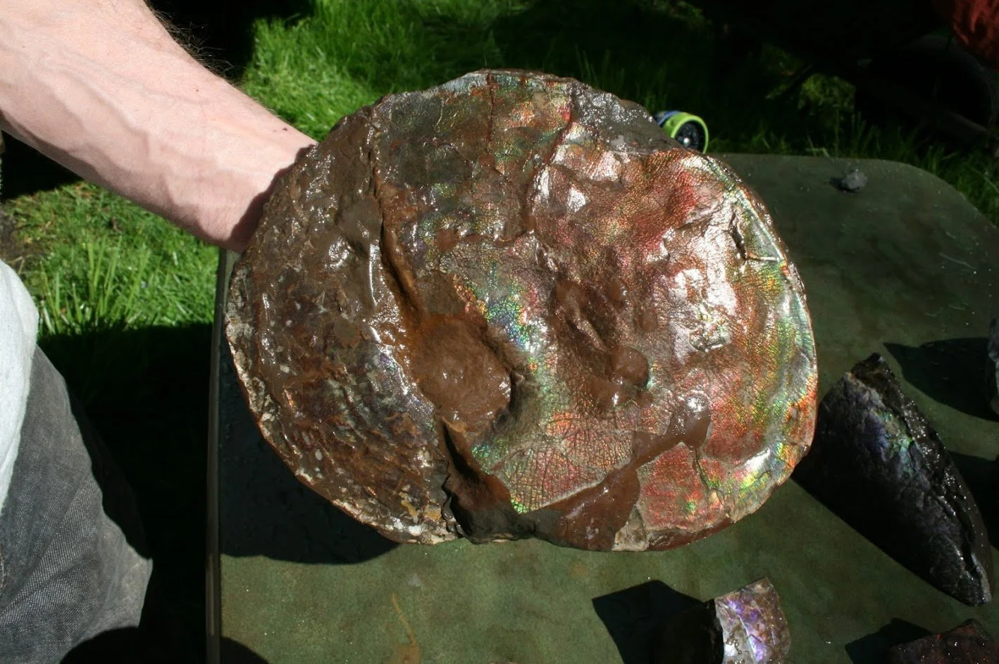 This specimen has 1 Ammonite fossil with concretion - gorgeous color!
