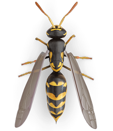 Indoor wasp Top V.png