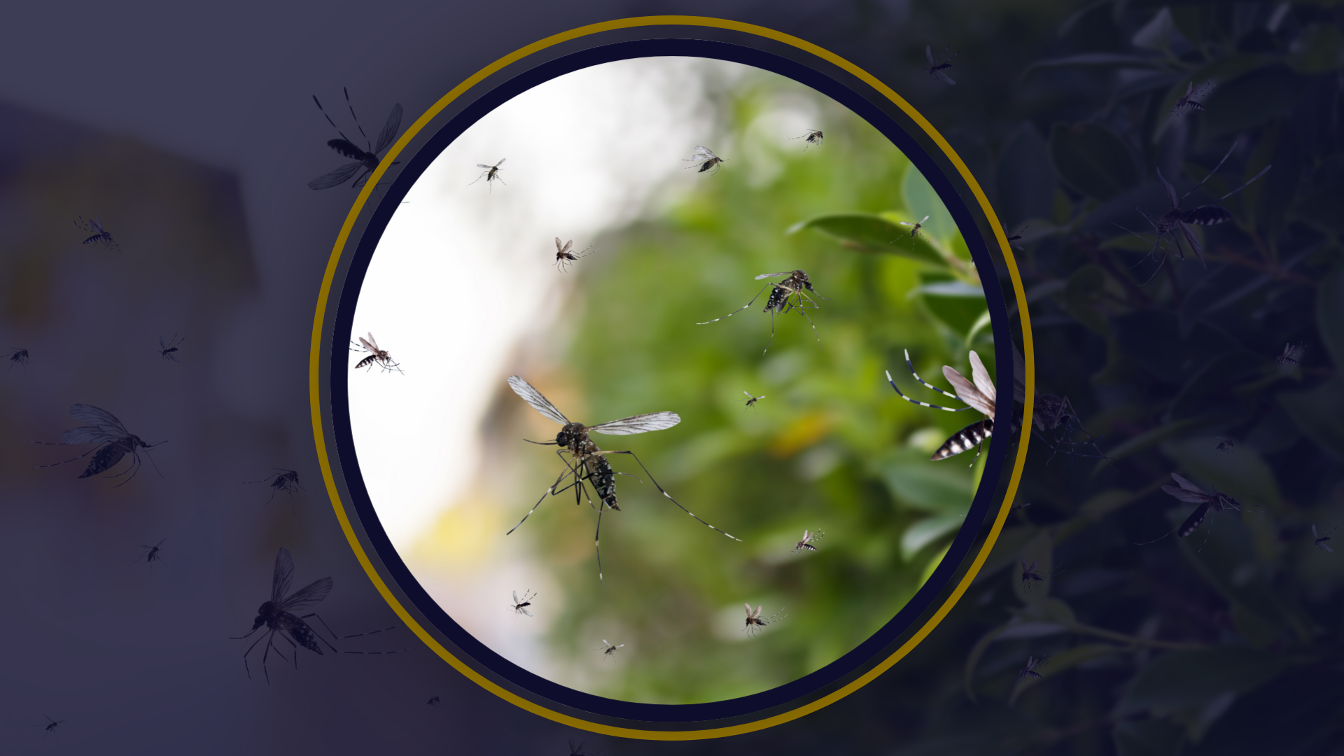 How to Reduce Mosquito Activity Around Your Yard 
