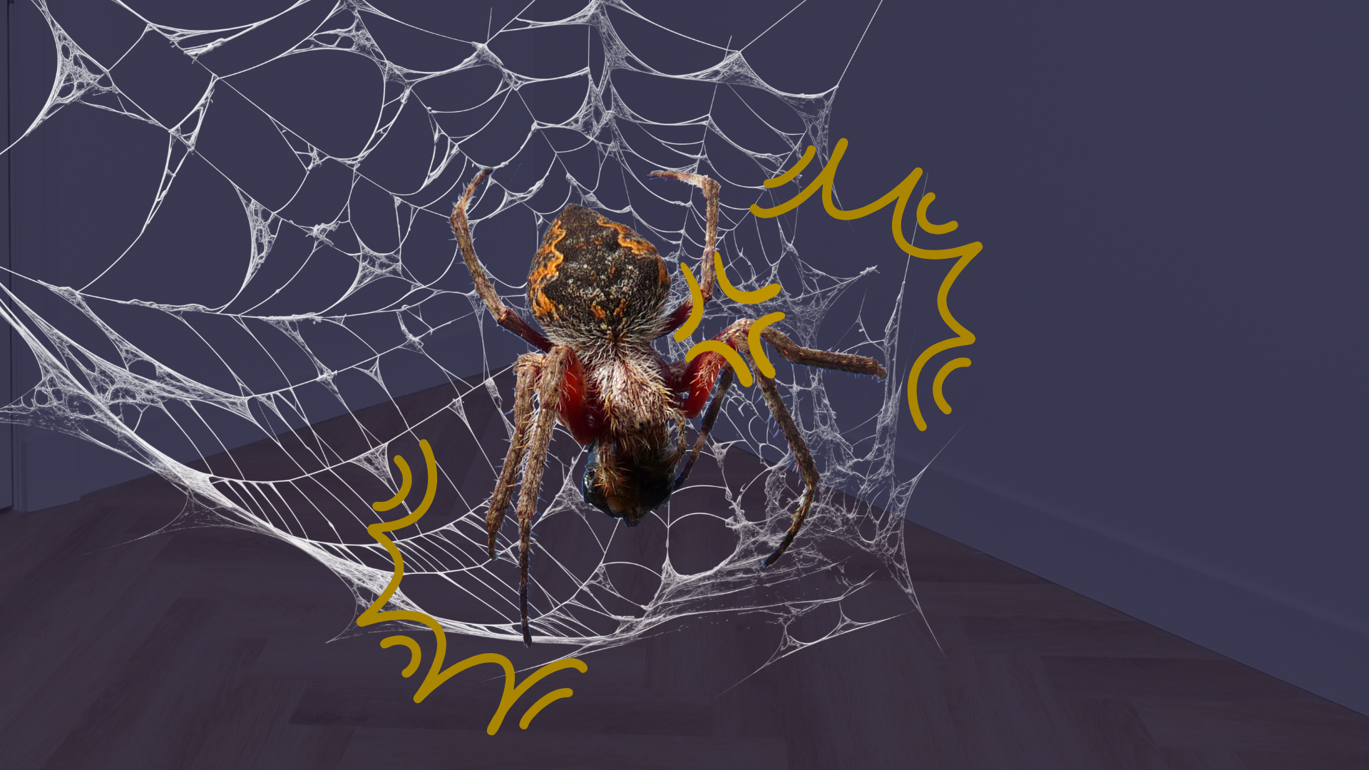 How to Reduce Spider Activity Around Your Home&nbsp;