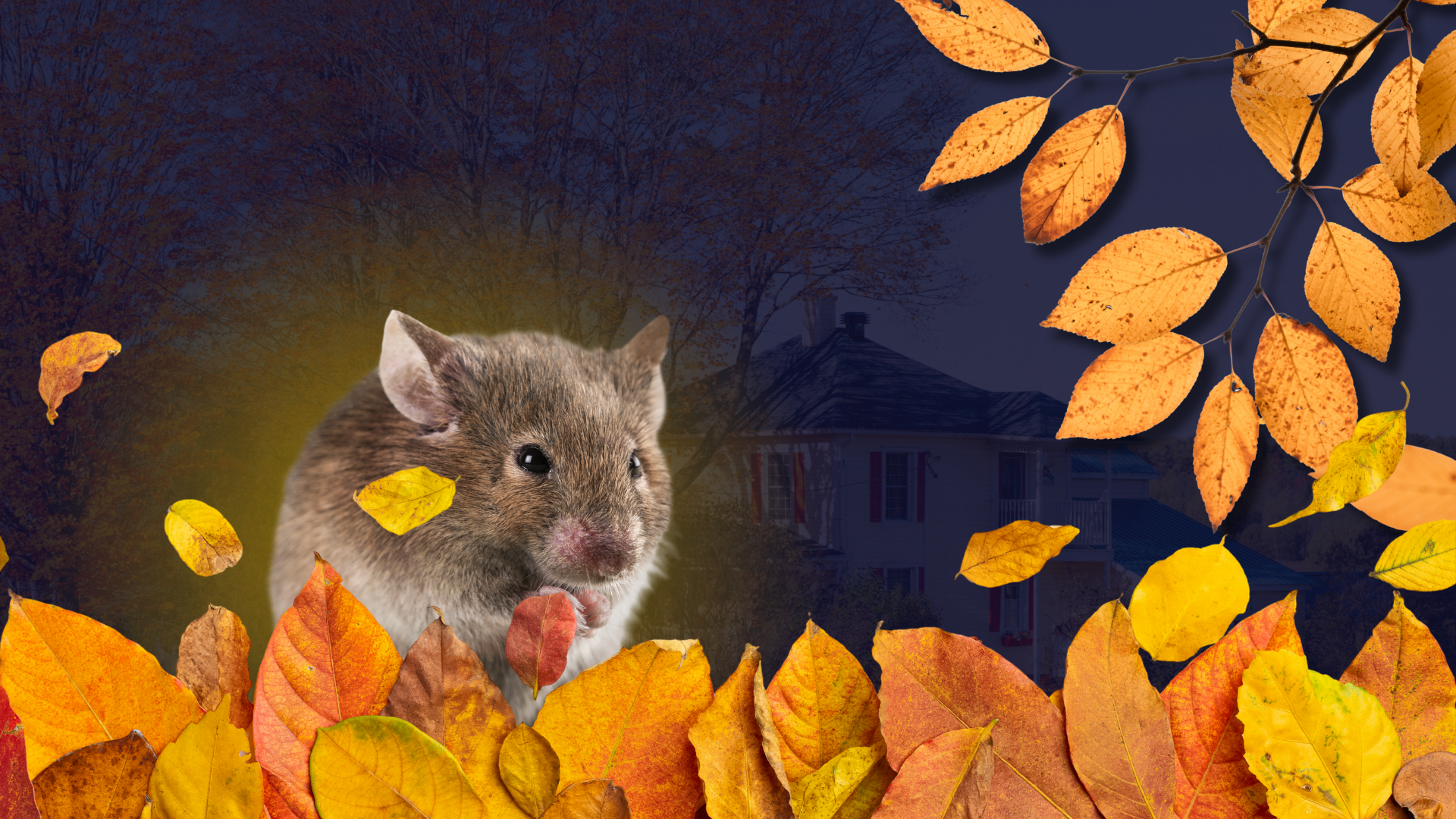 Why Fall Is Peak Season for Rodents in Minnesota Homes