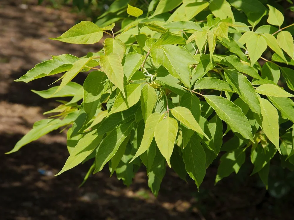 Young boxelder tree leaves in spring — the seasonal host where boxelder bug populations begin building each year before they migrate to homes in fall.