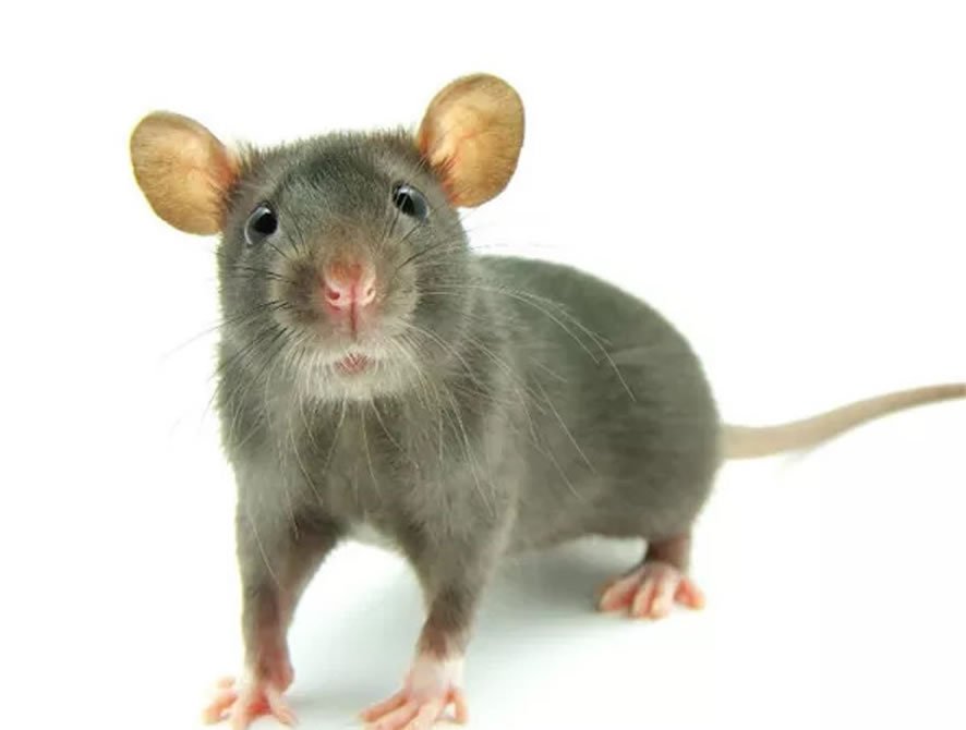 Complete Rat & Mouse Elimination Bundle – Ready Steady Defend