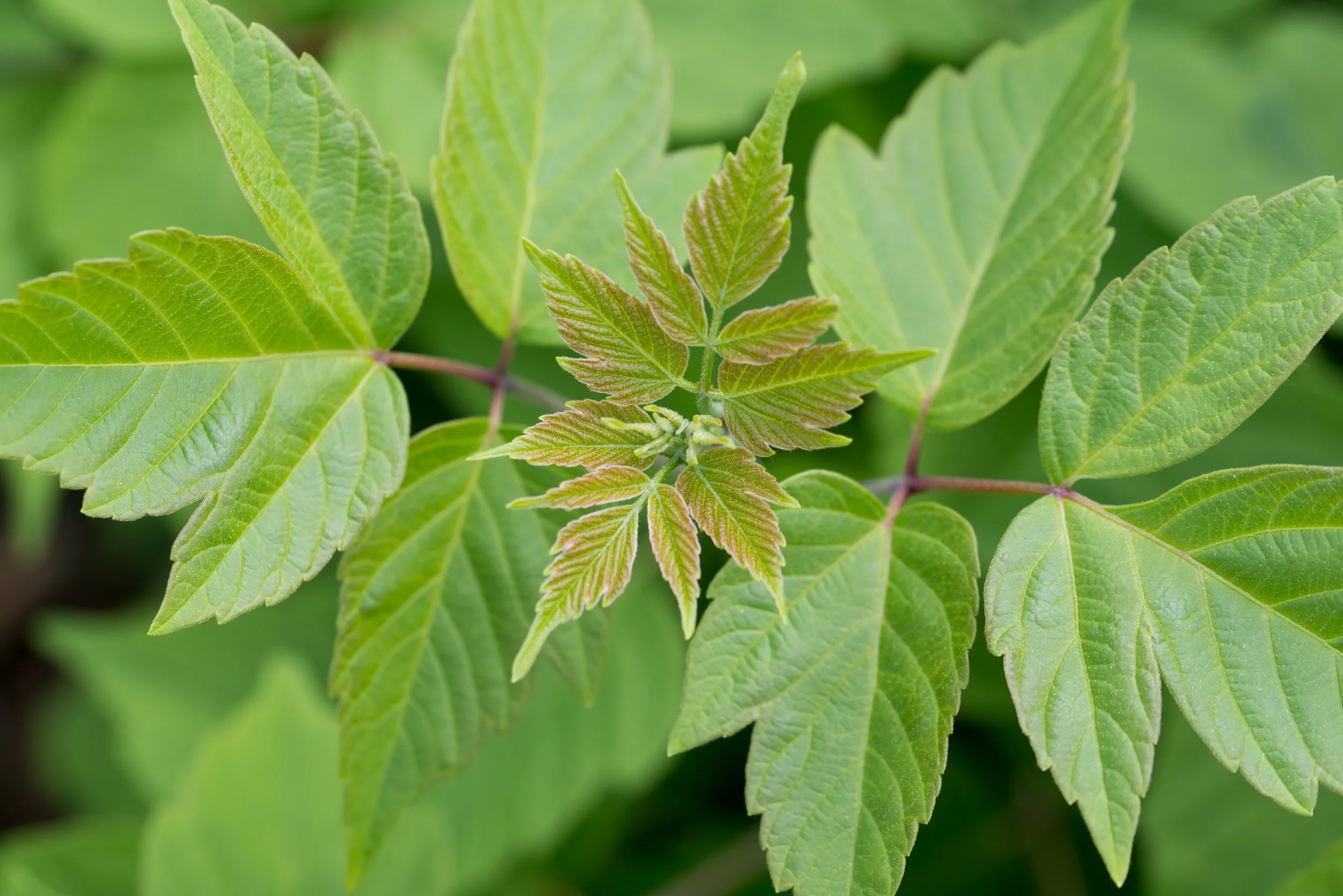 Close-up of boxelder tree (Acer negundo) leaves — the primary host tree where boxelder bugs feed and breed throughout spring and summer