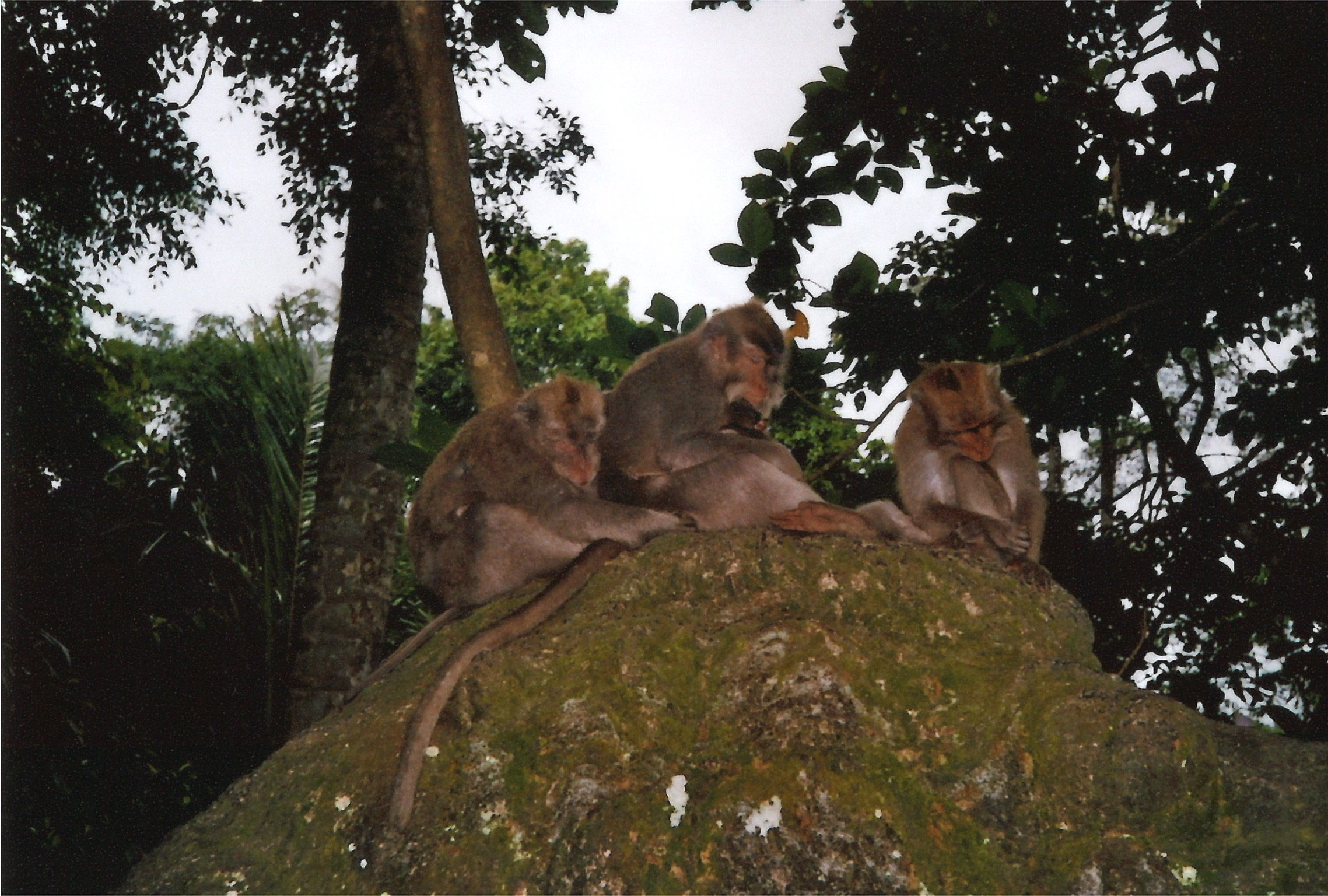 somebodysart-blog-bali-monkey forest-01.JPG