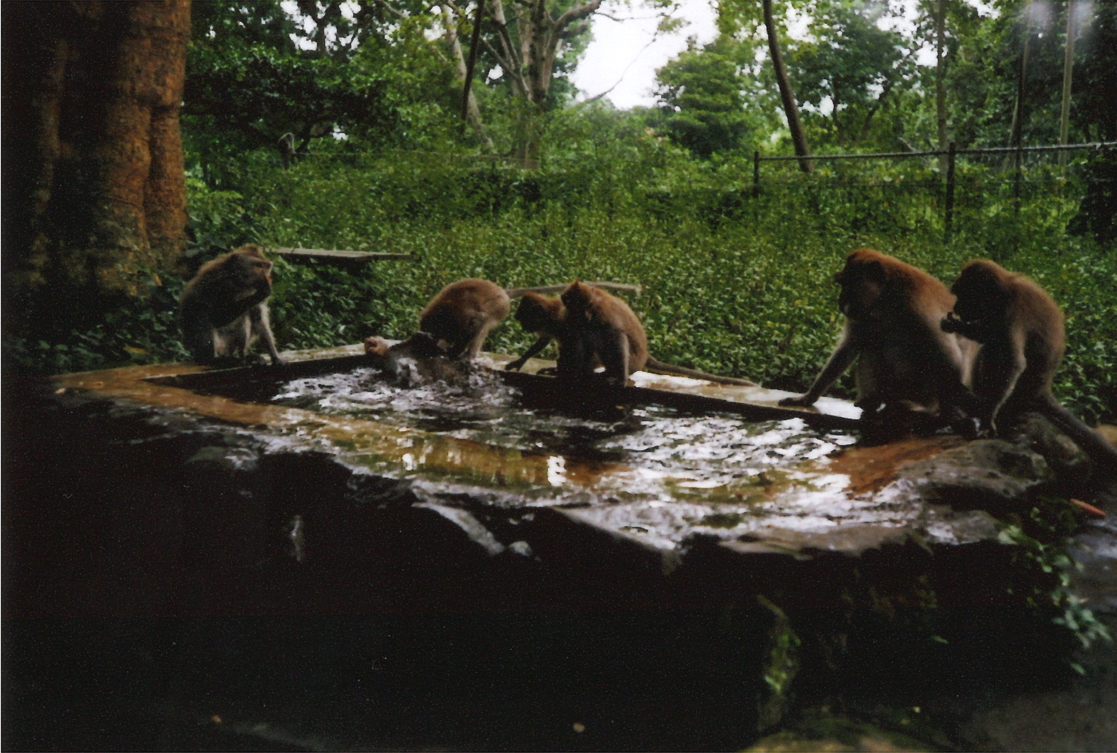 somebodysart-blog-bali-monkey forest-04.JPG